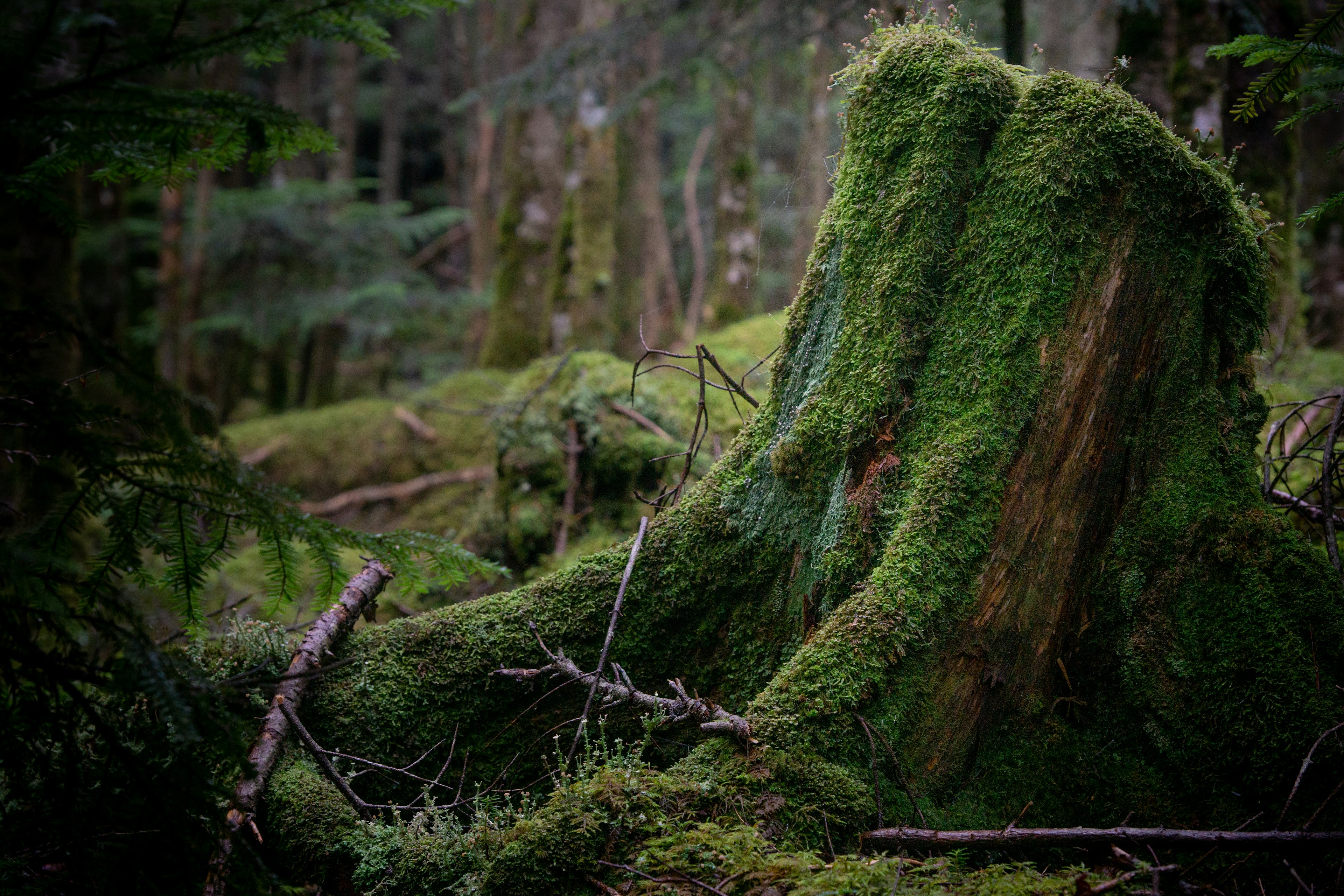 苔むした木の切り株が森の中に存在し周囲には緑の植物が広がっている