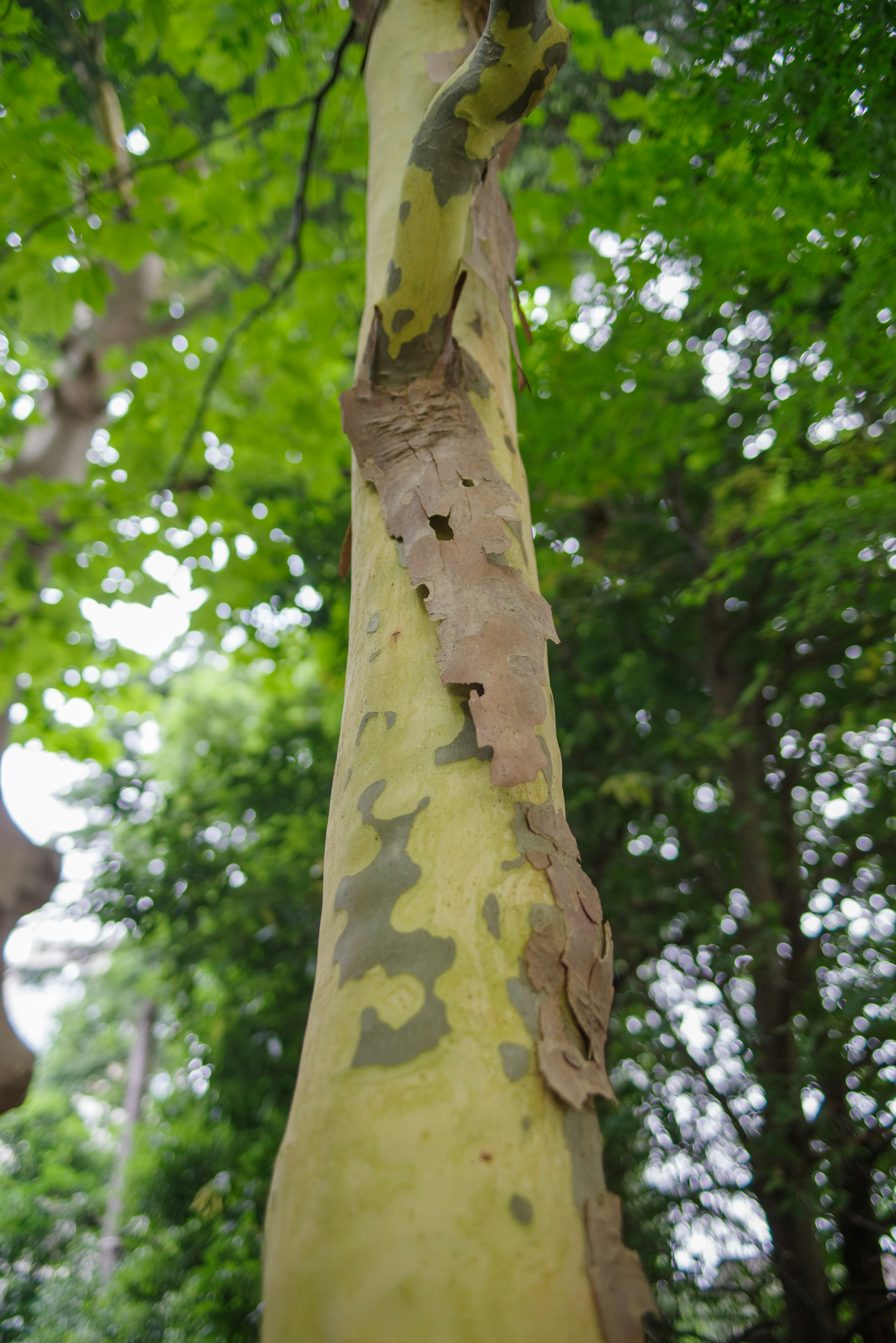 Primer plano de un tronco de árbol con corteza pelada rodeado de hojas verdes