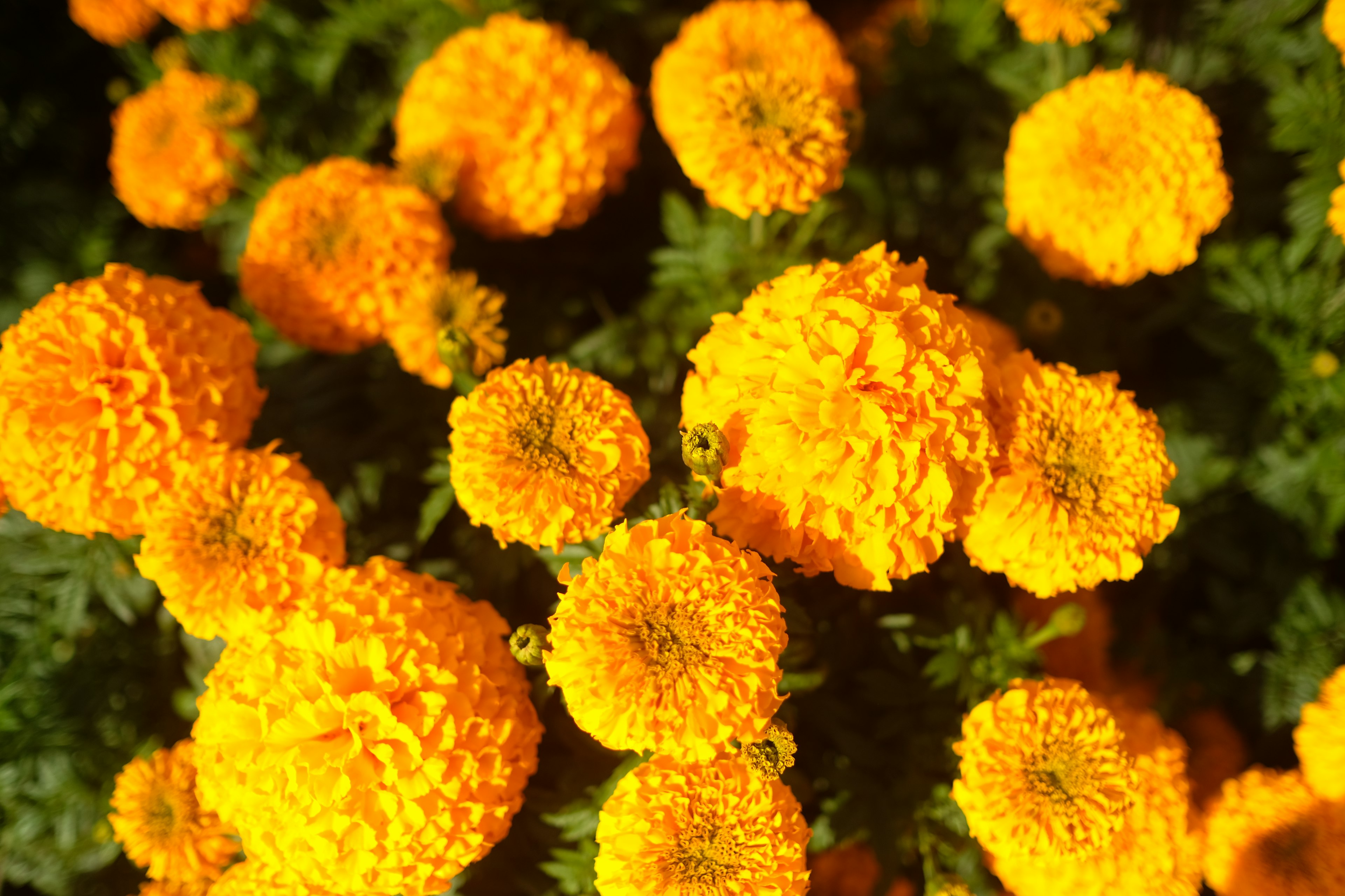 Leuchtend gelbe Ringelblumen in voller Blüte