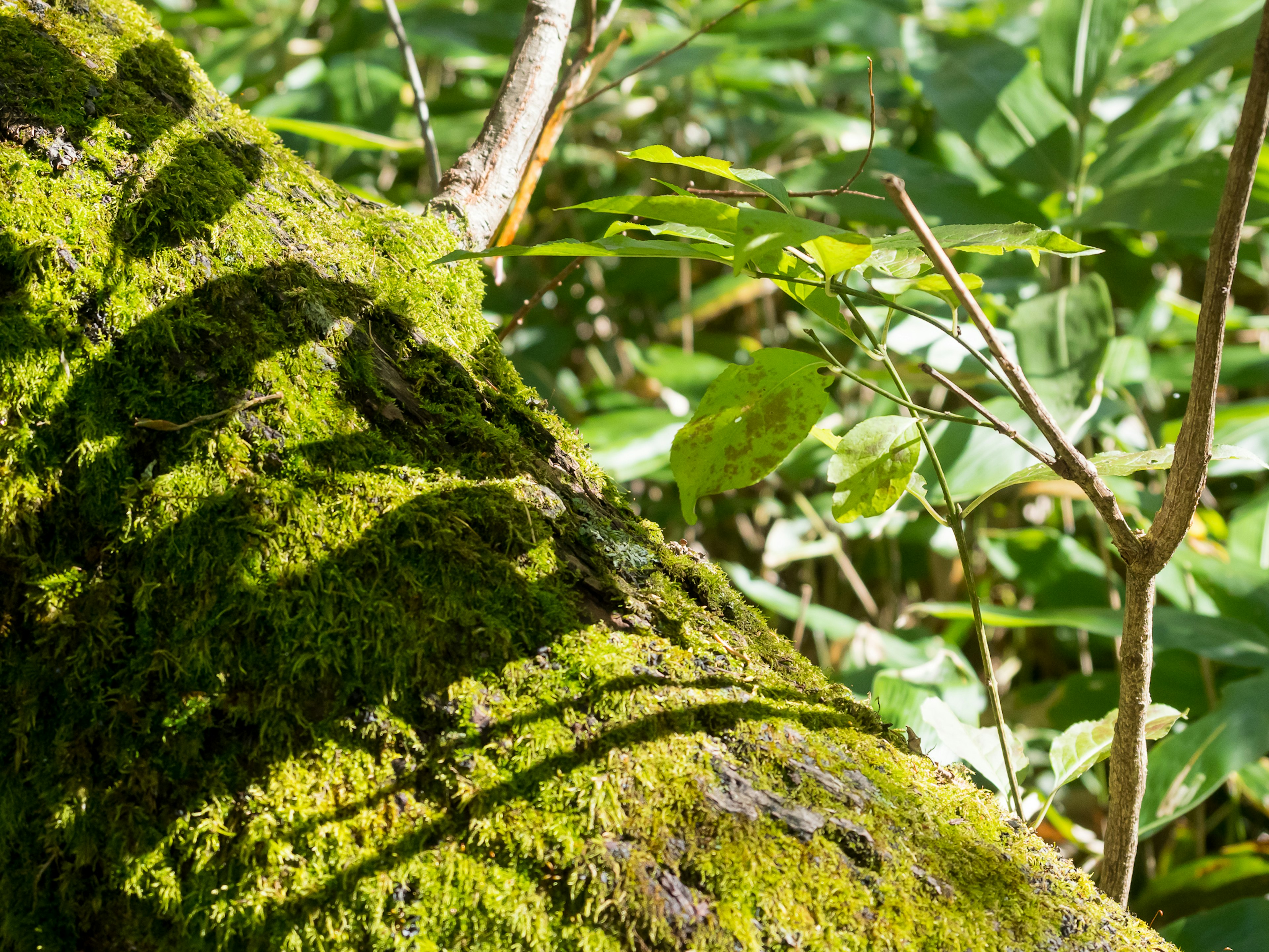 Moosbedeckter Baumstamm mit Schatten und grünem Laub