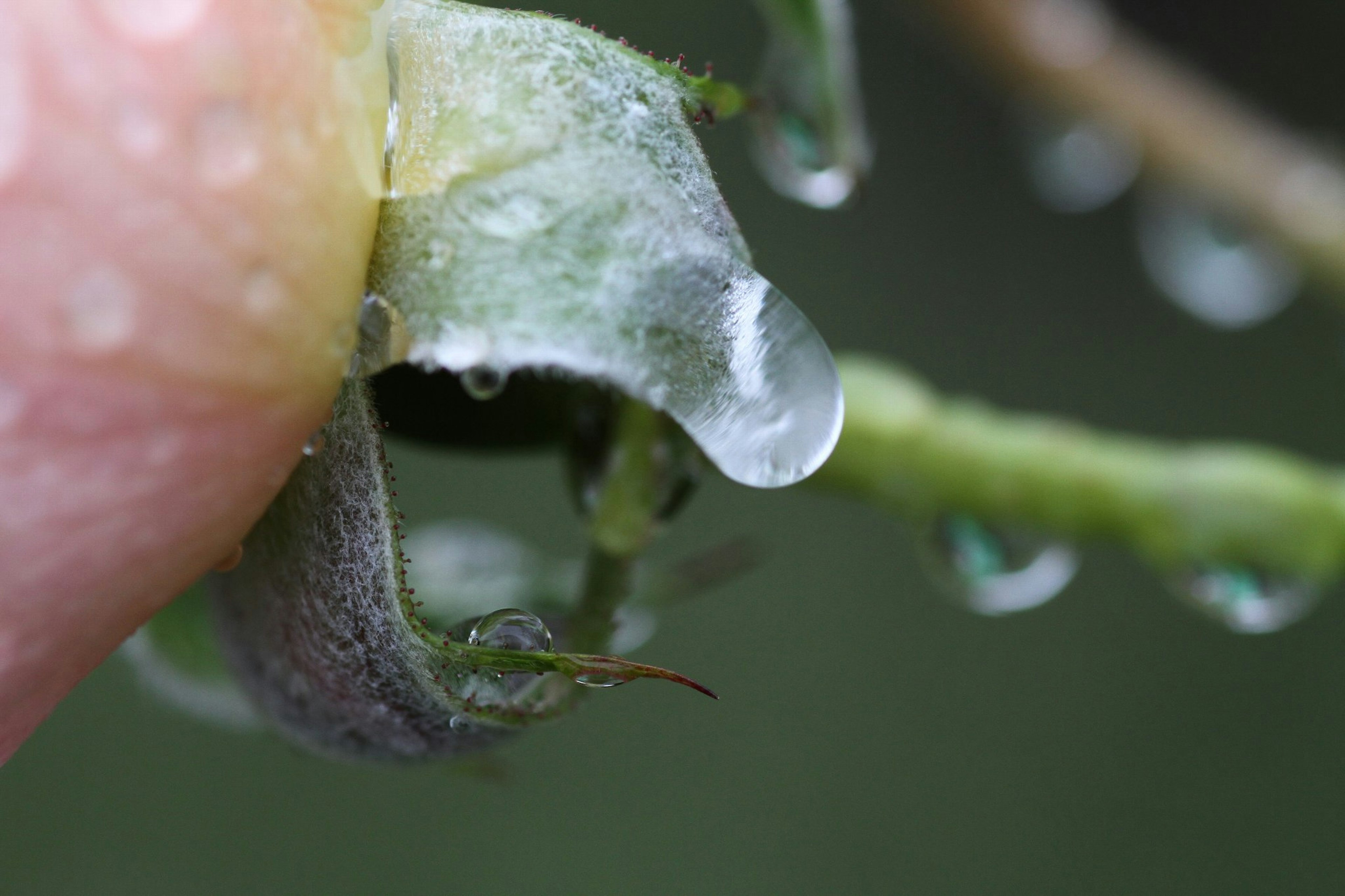 Close-up of a plant leaf with water droplets