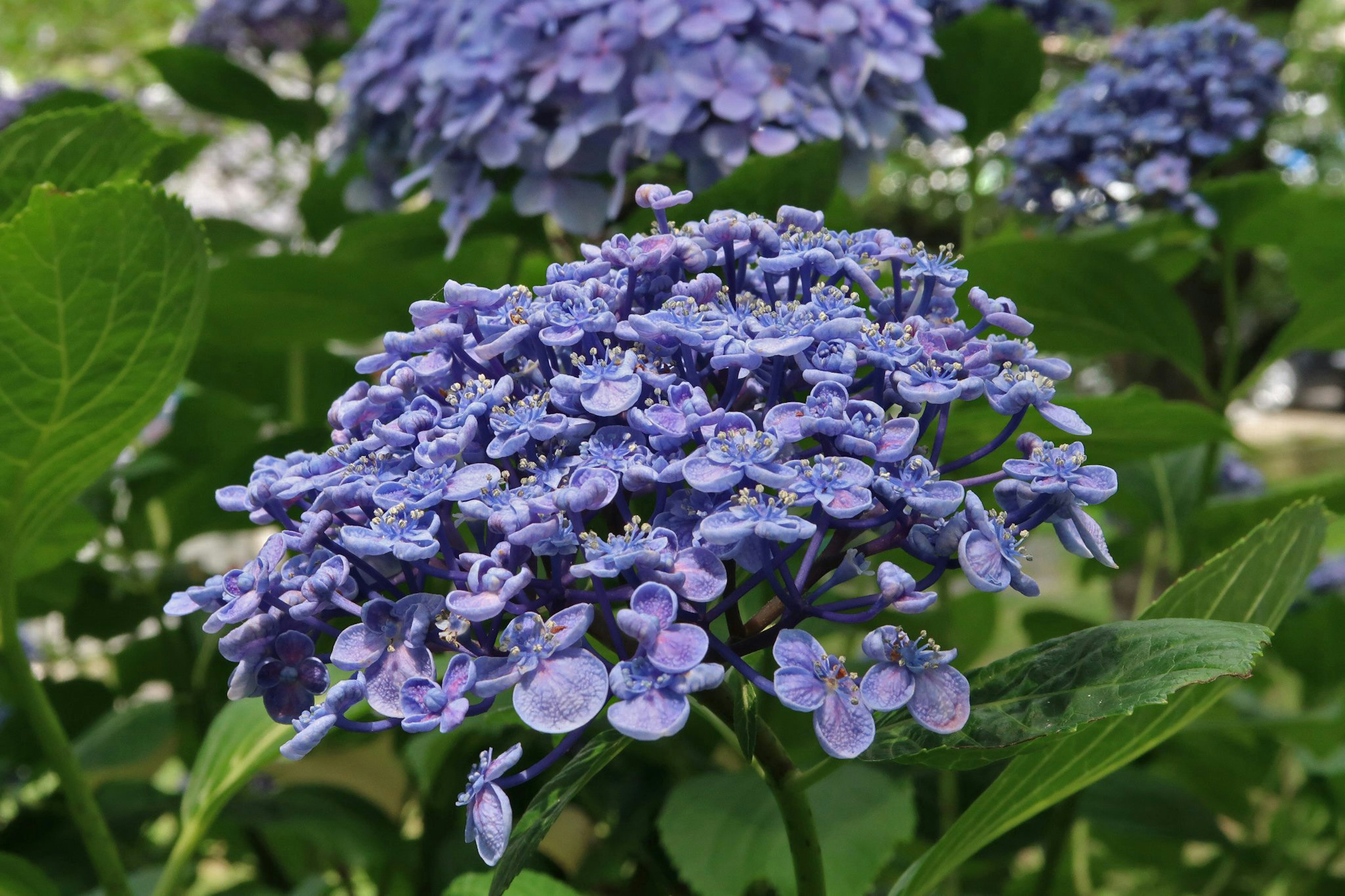 Acercamiento de flores de hortensia azul-púrpura