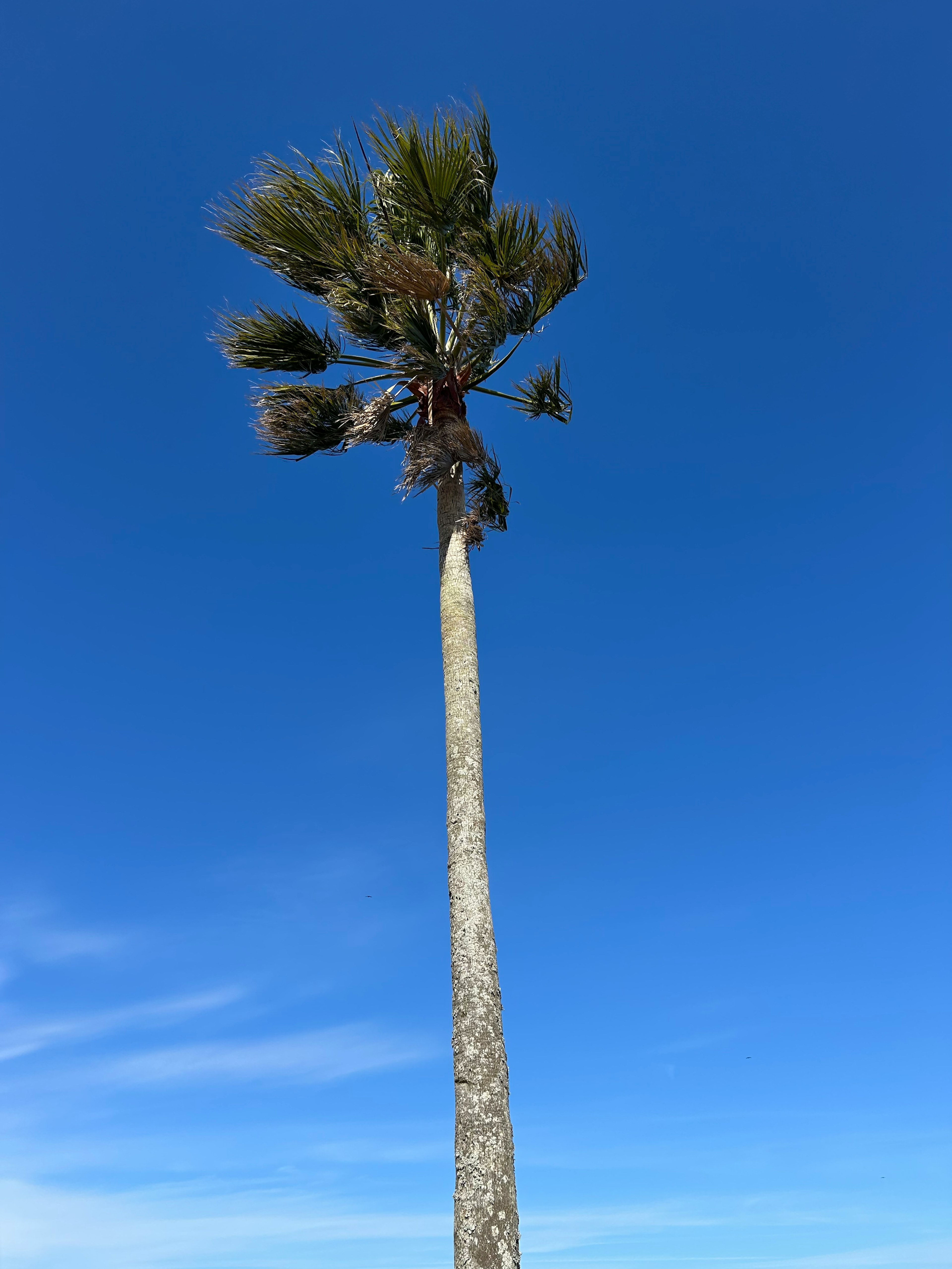 Grand palmier se tenant sous un ciel bleu