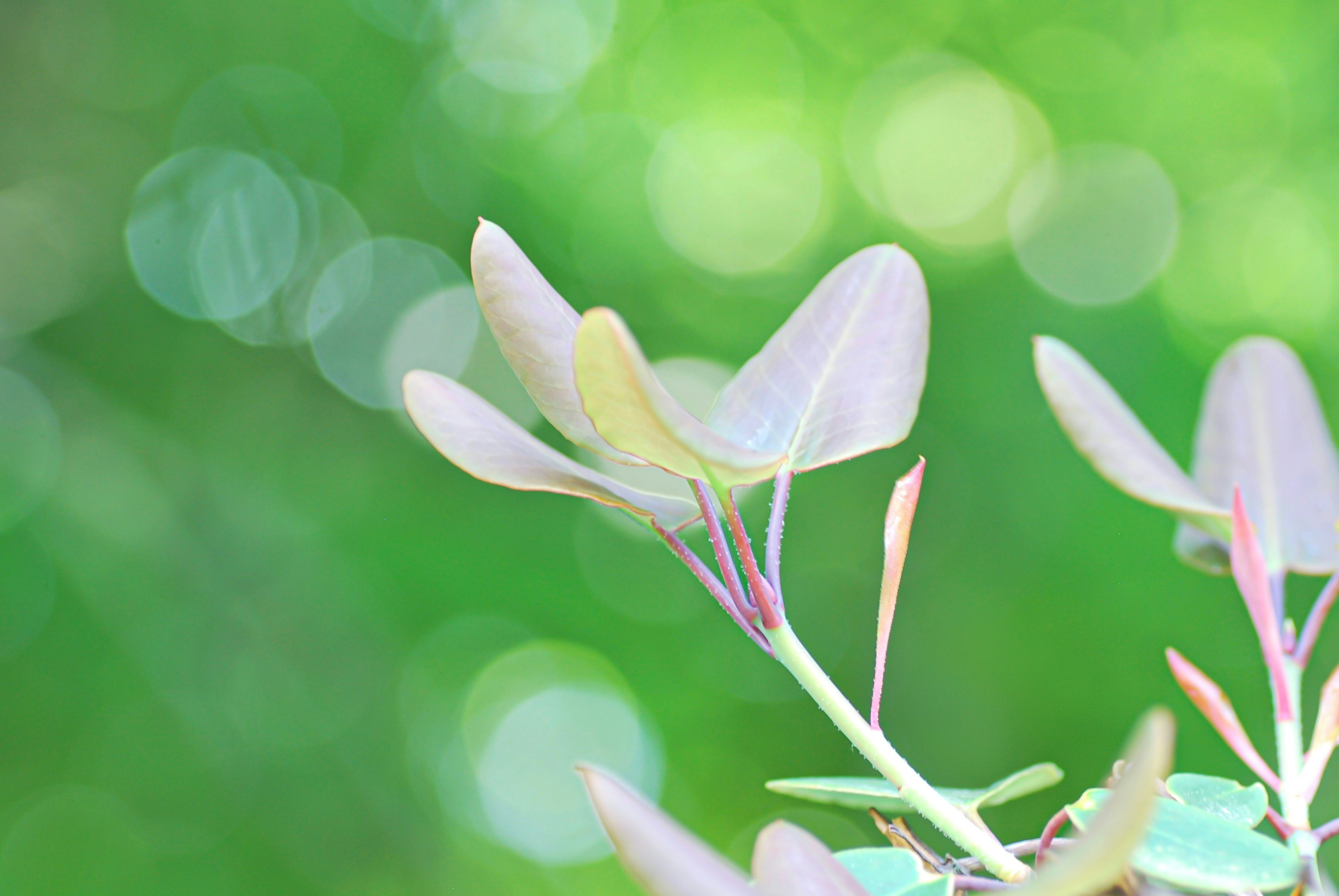 Delicate pale purple leaves against a blurred green background