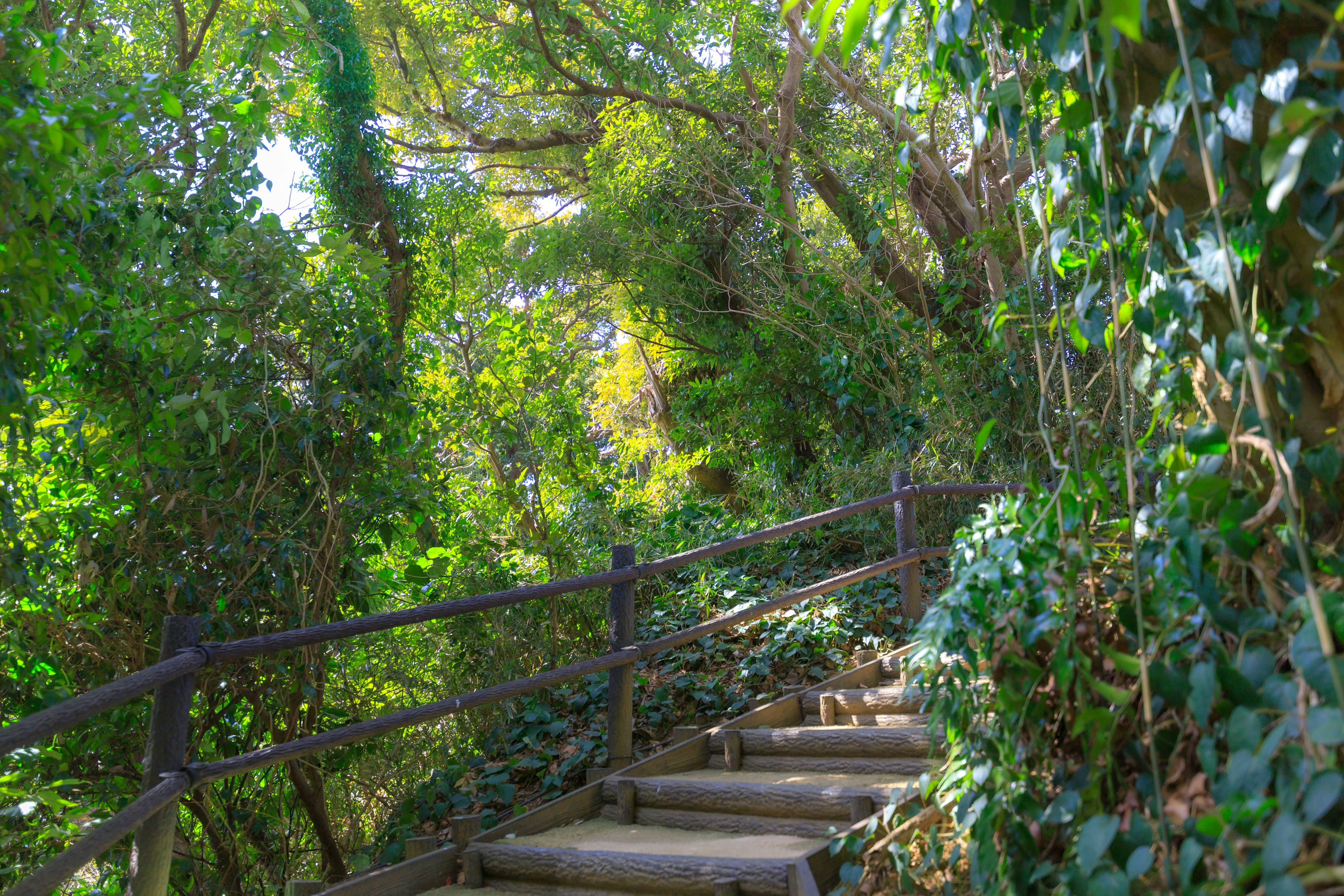 Sendero de madera con escalones en un bosque verde