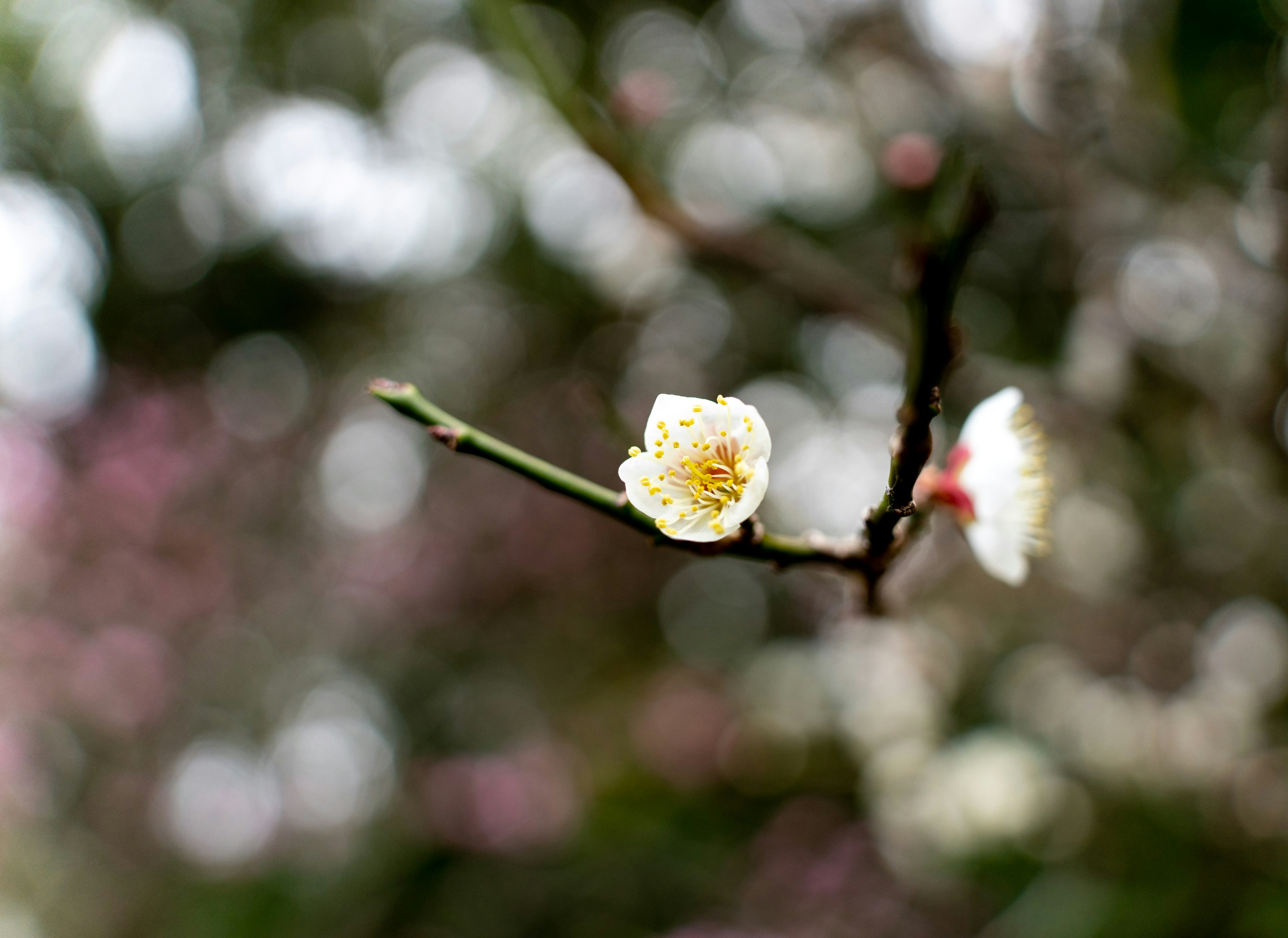 Zweig eines Pflaumenbaums mit weißen Blüten und verschwommenem Hintergrund