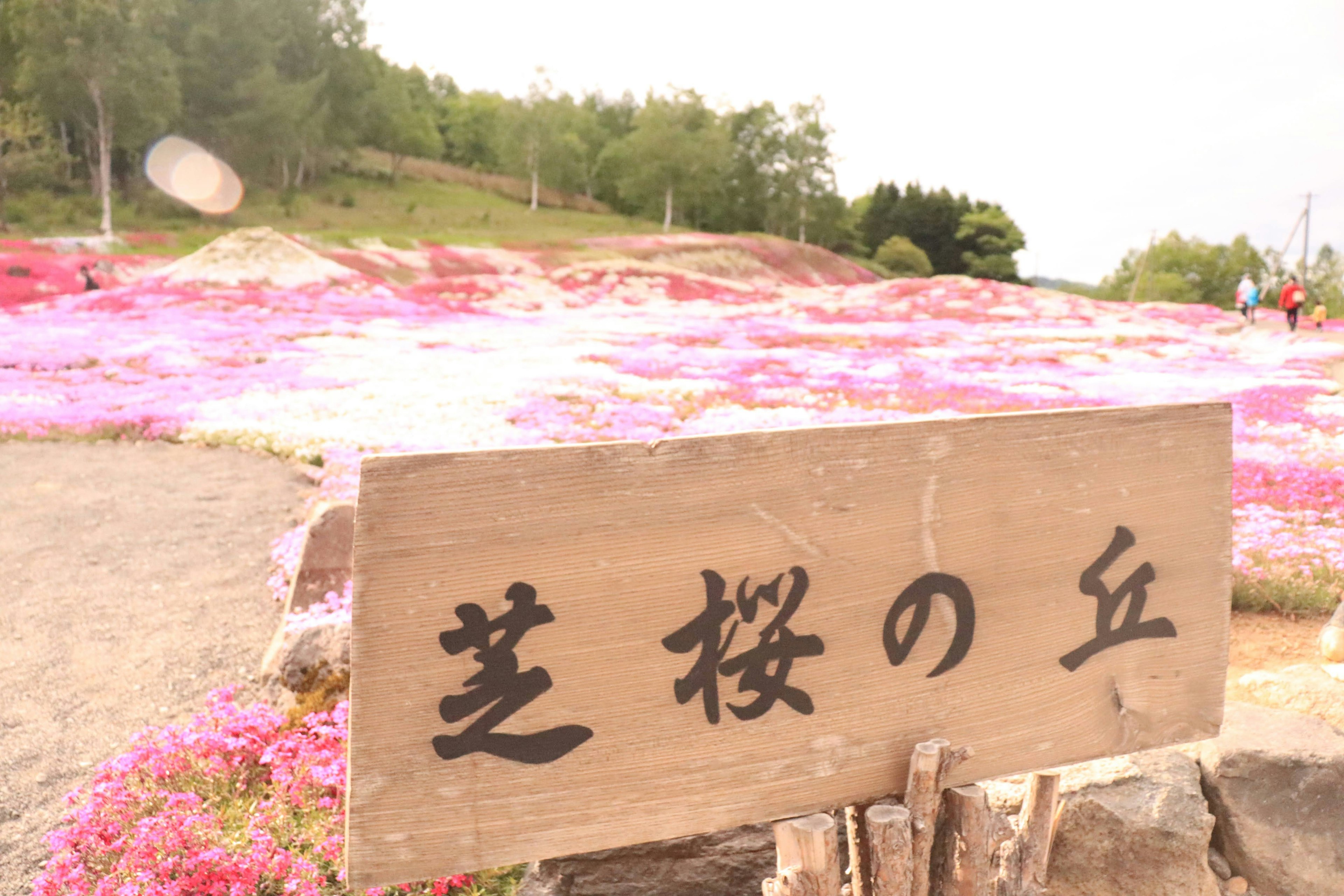 Insegna per Shibazakura su una collina coperta di fiori colorati