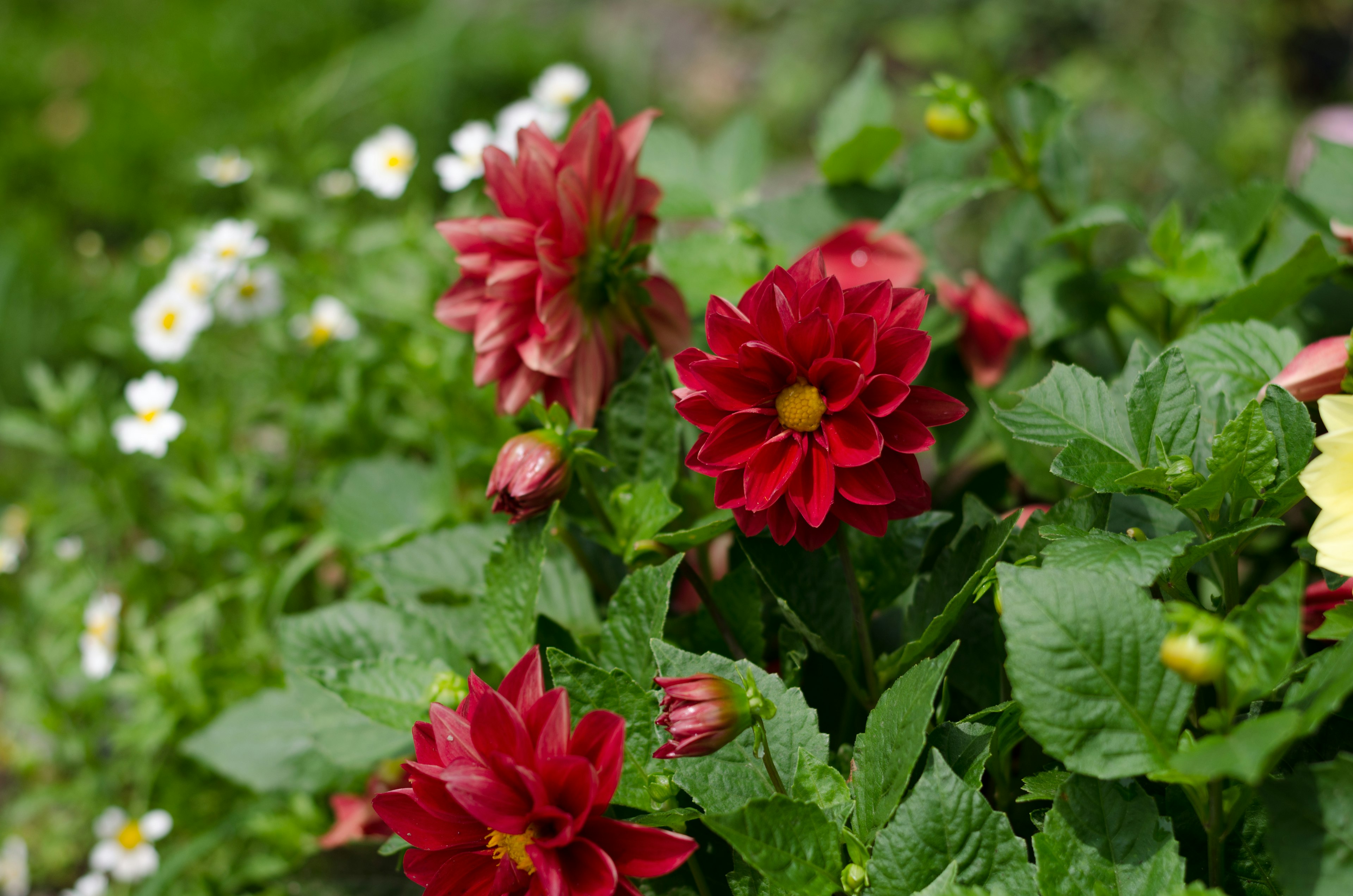 Vibrant red flowers surrounded by lush green leaves in a garden setting