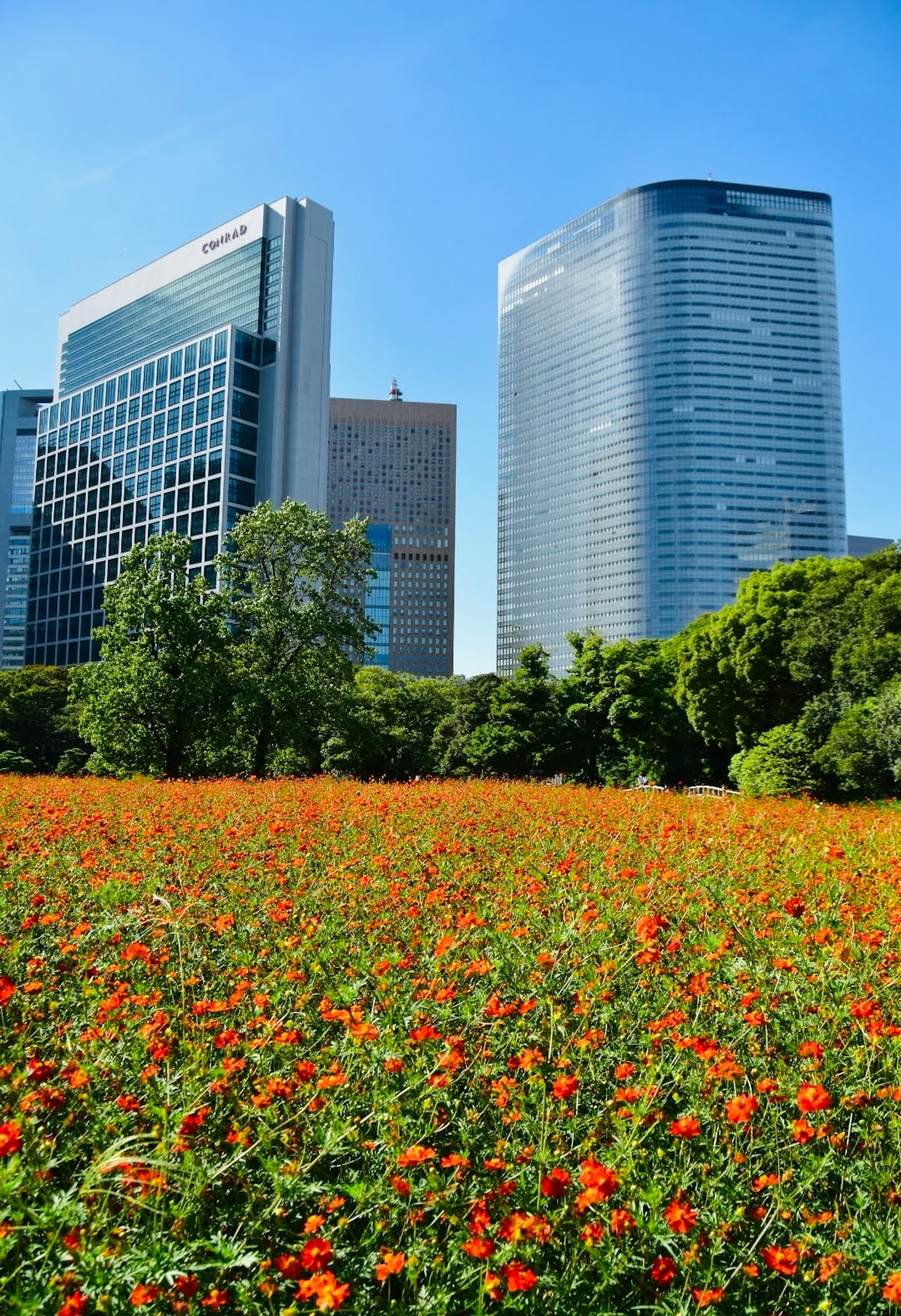 高層ビルの背景に広がるオレンジ色の花畑