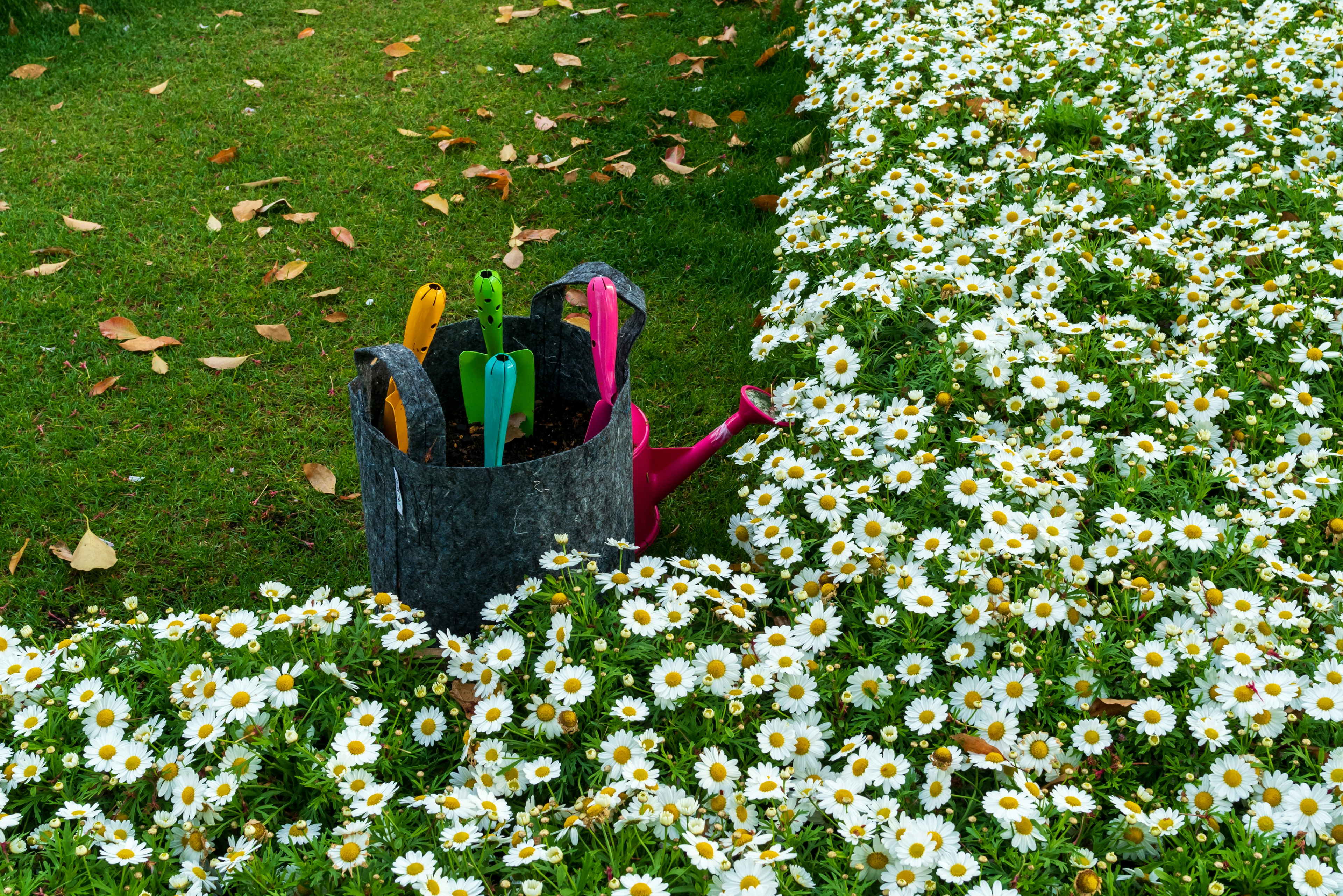 Herramientas de jardinería coloridas en una canasta rodeada de flores blancas en flor