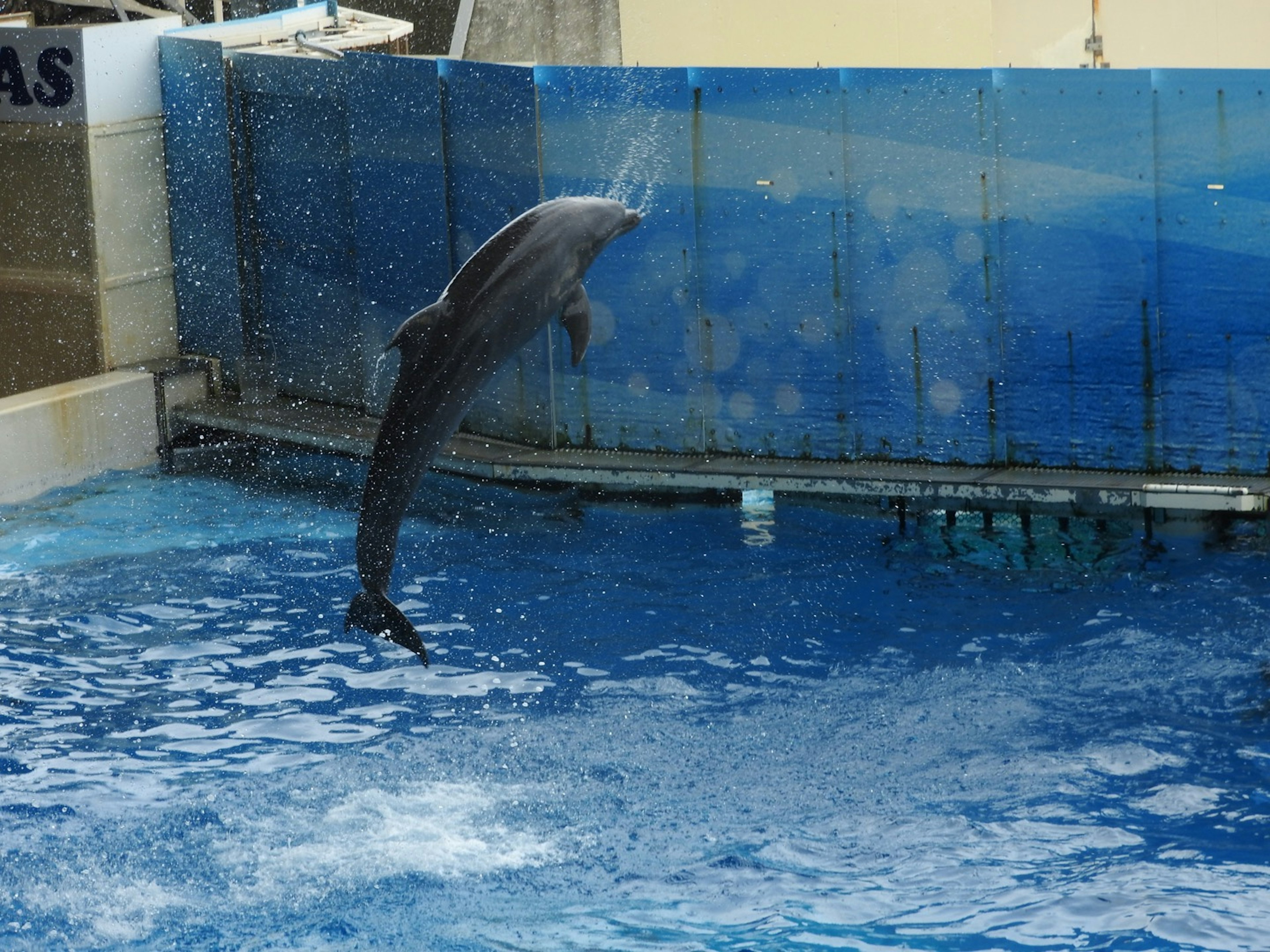 Delfino che salta fuori dall'acqua