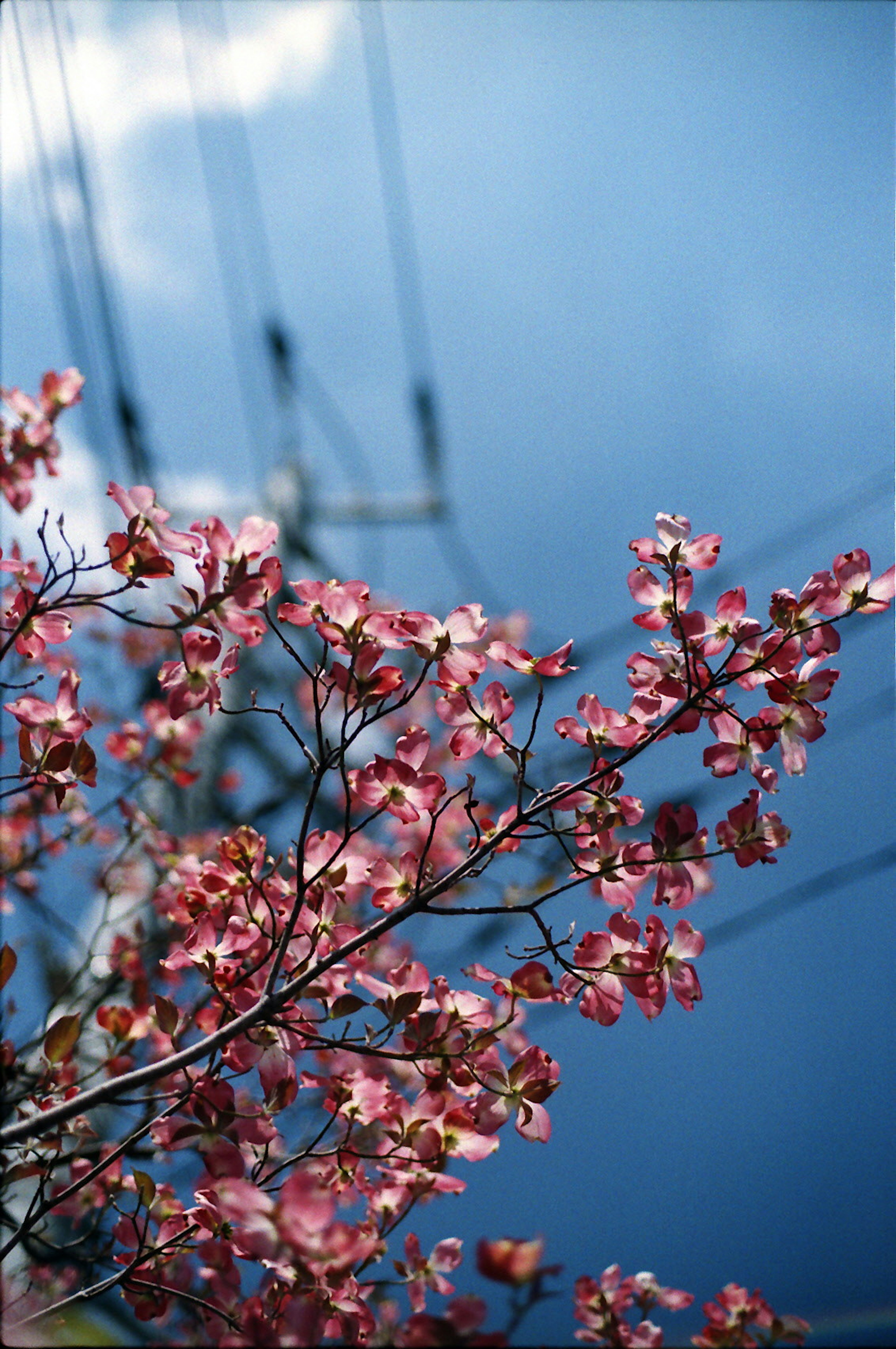 ดอกไม้สีชมพูบานใต้ท้องฟ้าสีฟ้าพร้อมสายไฟ