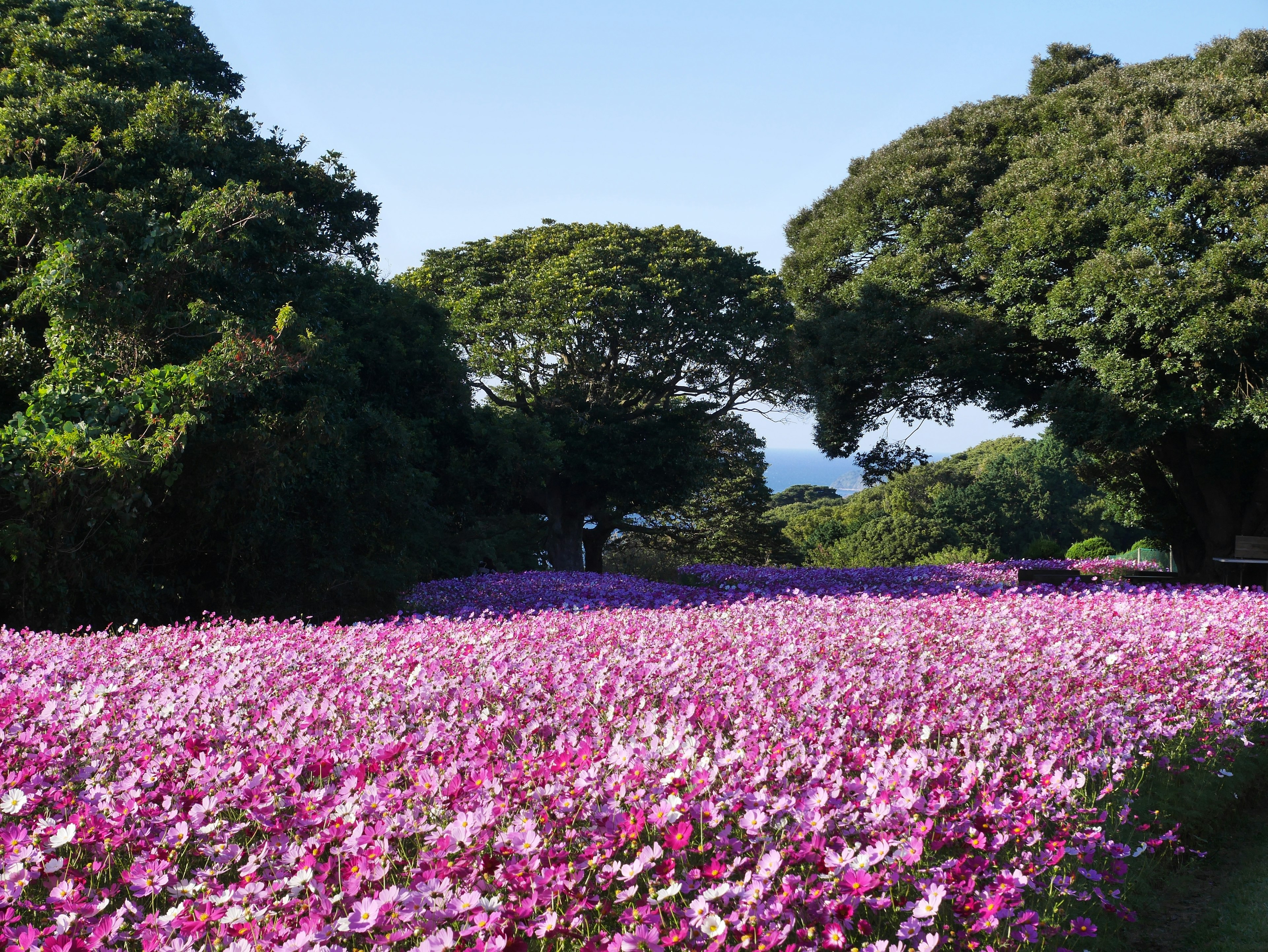 色とりどりの花が咲く広大な花畑と青空