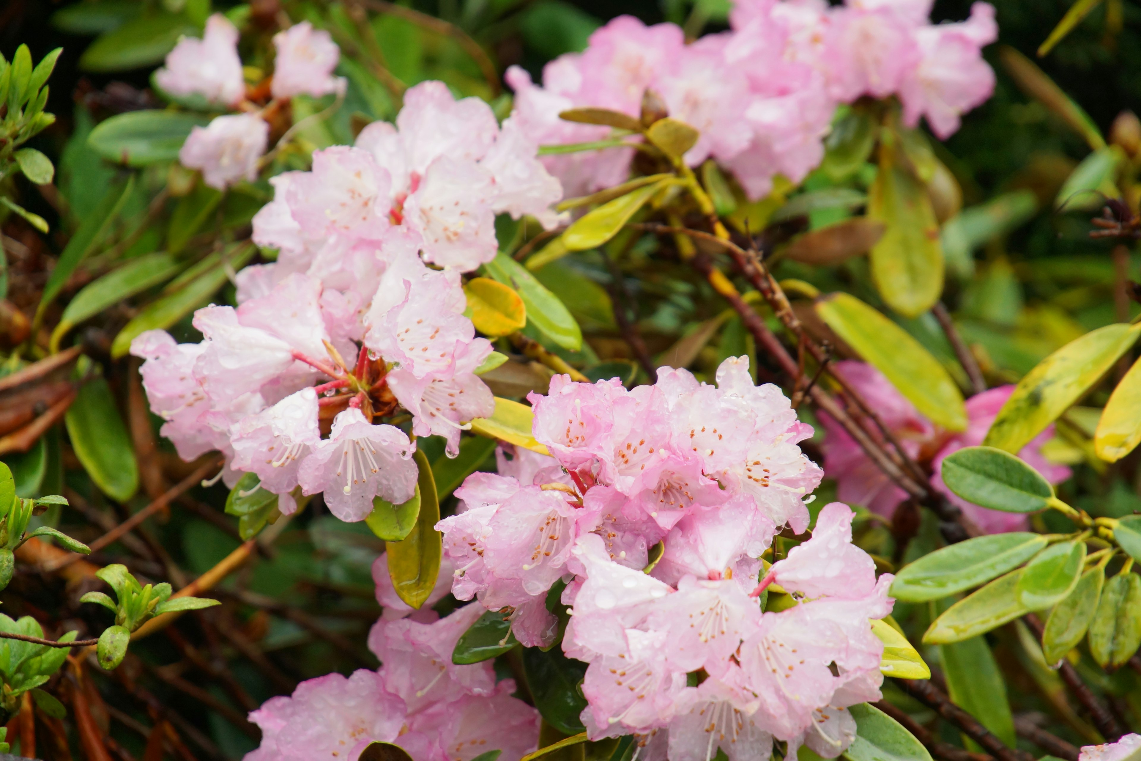 Büschel von hellrosa Rhododendronblüten in voller Blüte