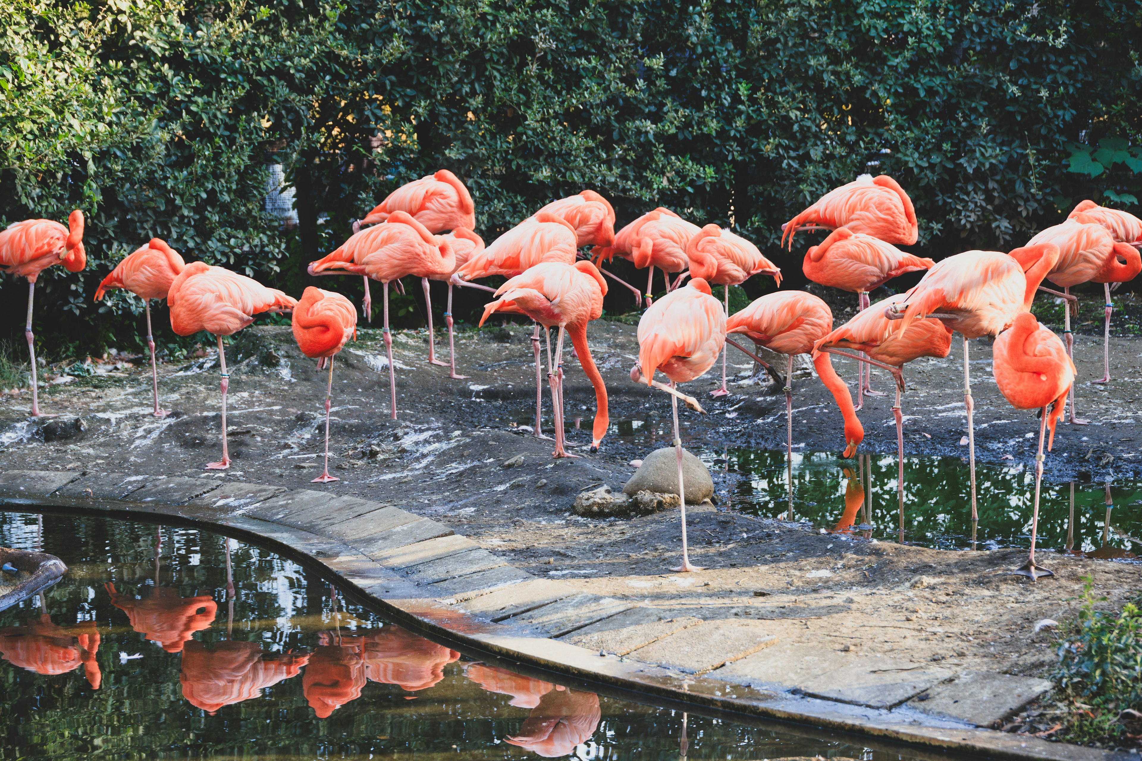 A vibrant scene of multiple flamingos standing by the water's edge