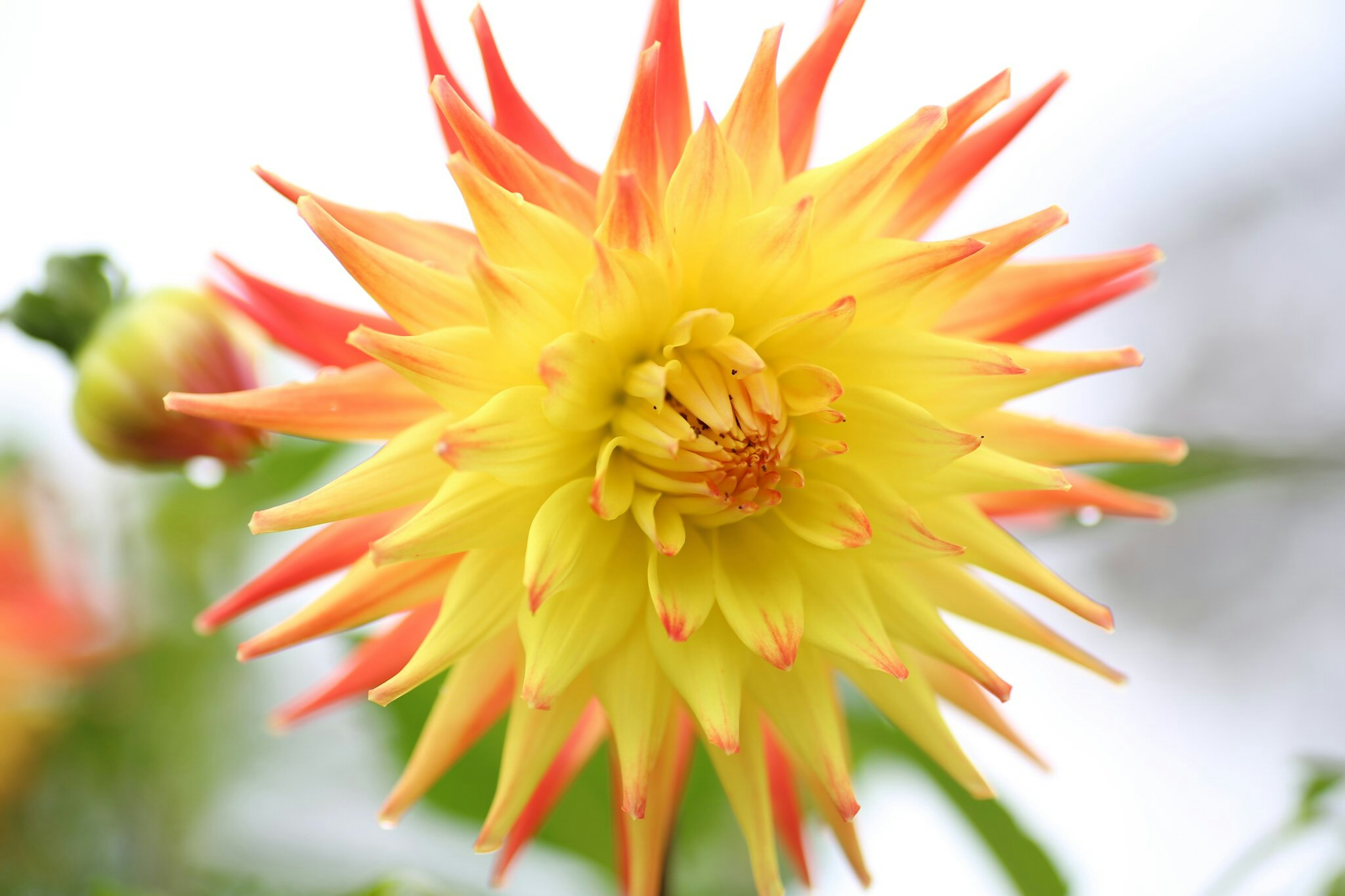 Vibrant yellow and orange spiky flower with layered petals