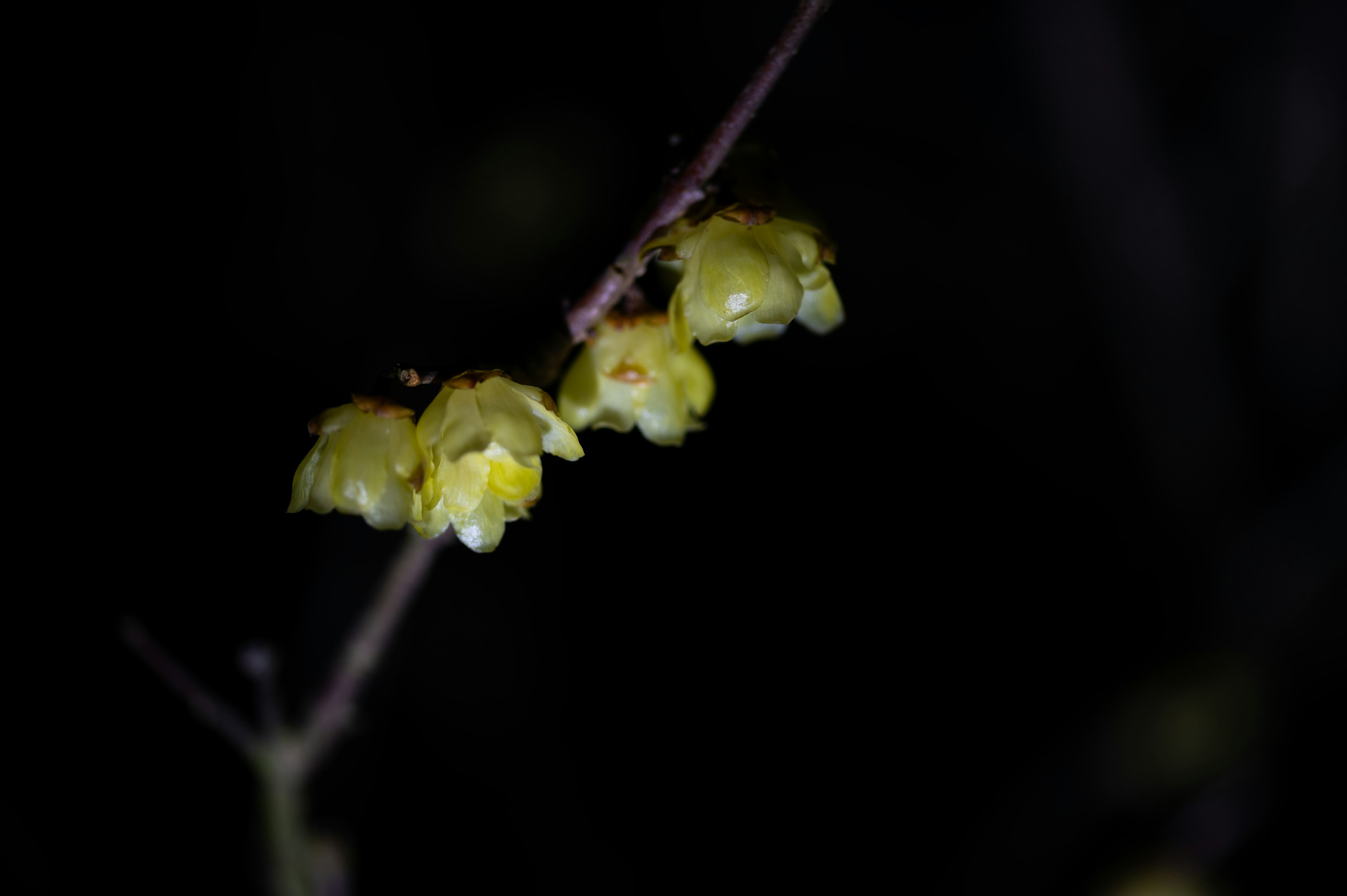 一根枝條上有黃色花蕾，背景昏暗