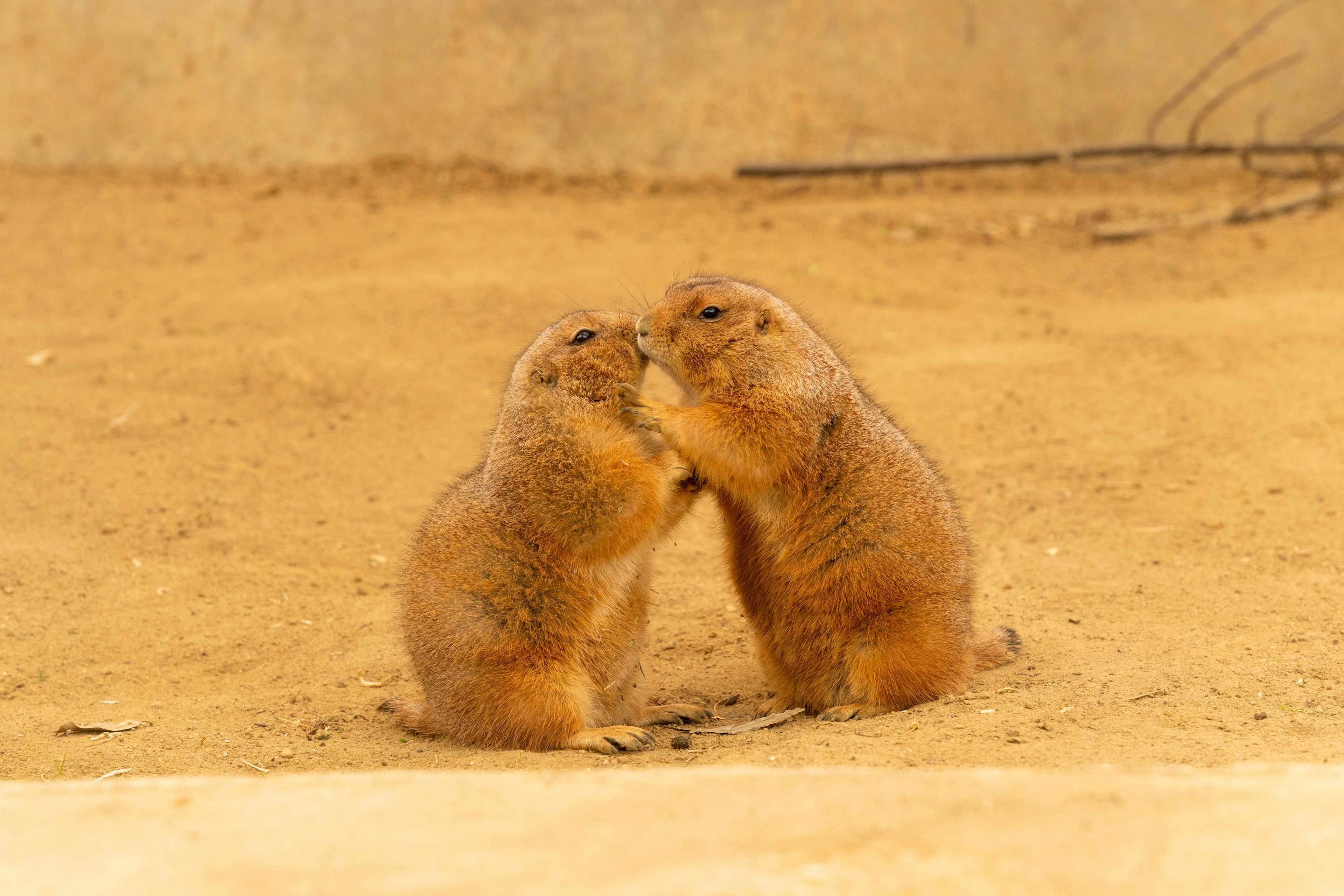 Two prairie dogs interacting affectionately in a sandy environment