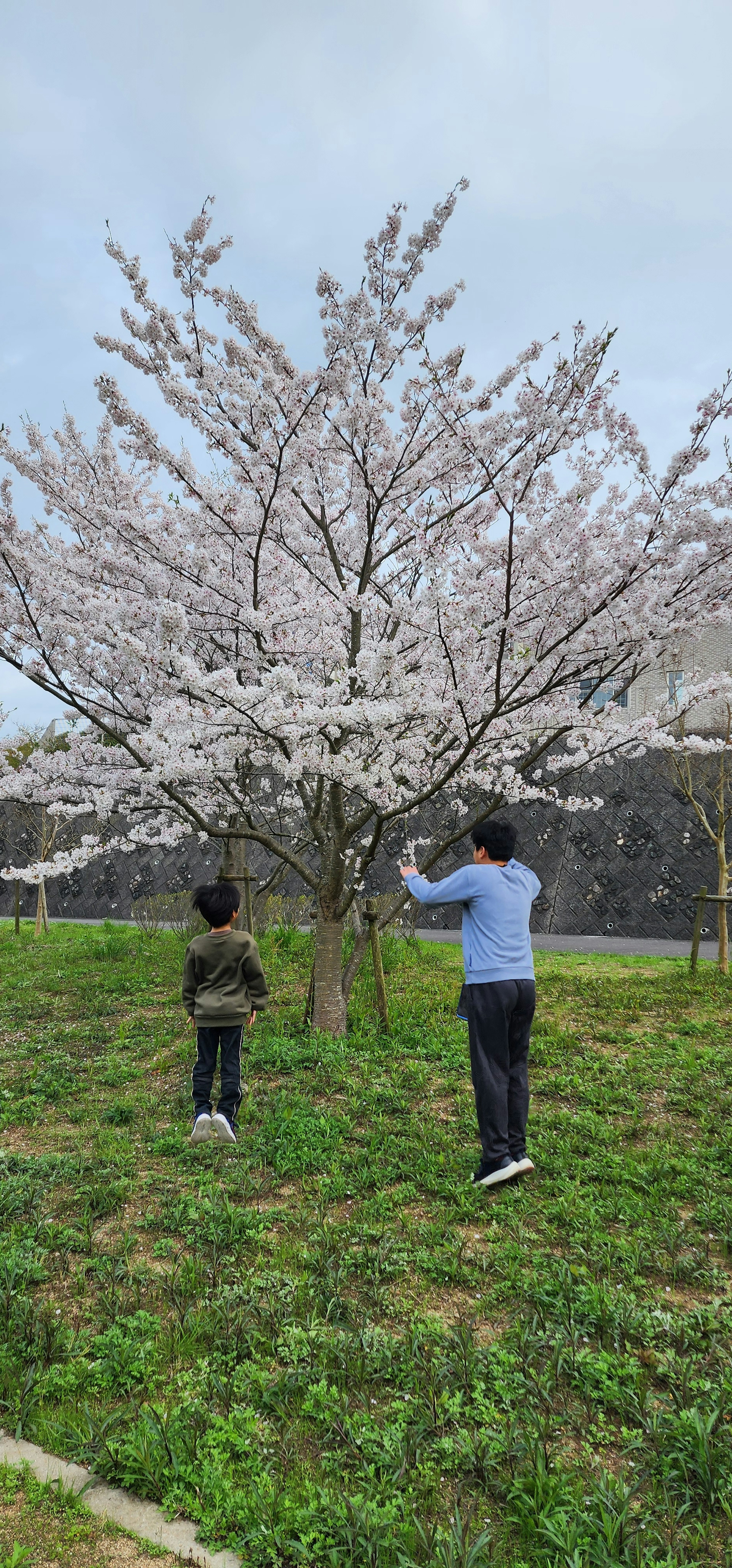 Kinder genießen einen Kirschbaum in Blüte