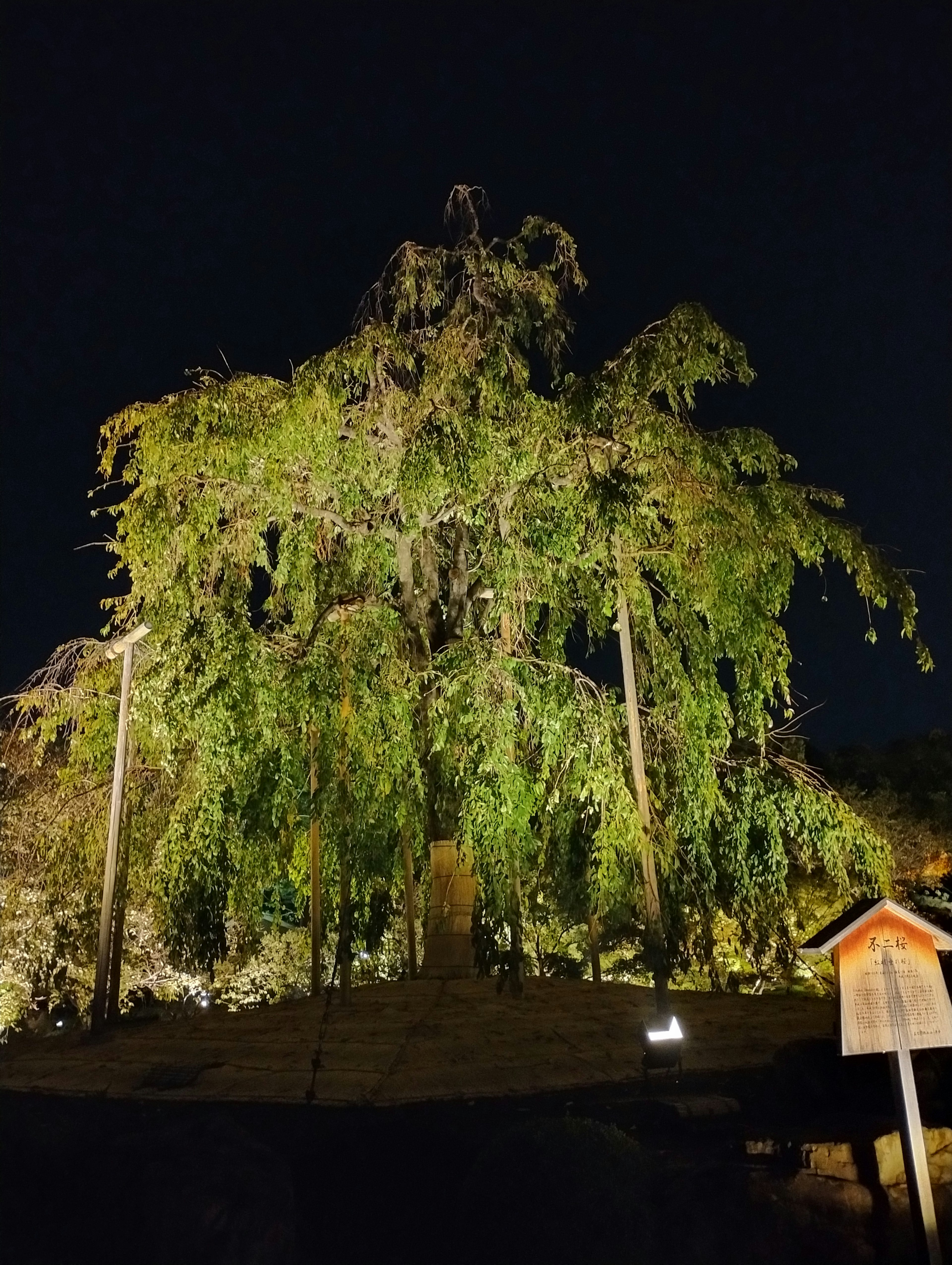 Large tree silhouette illuminated at night with lush green leaves