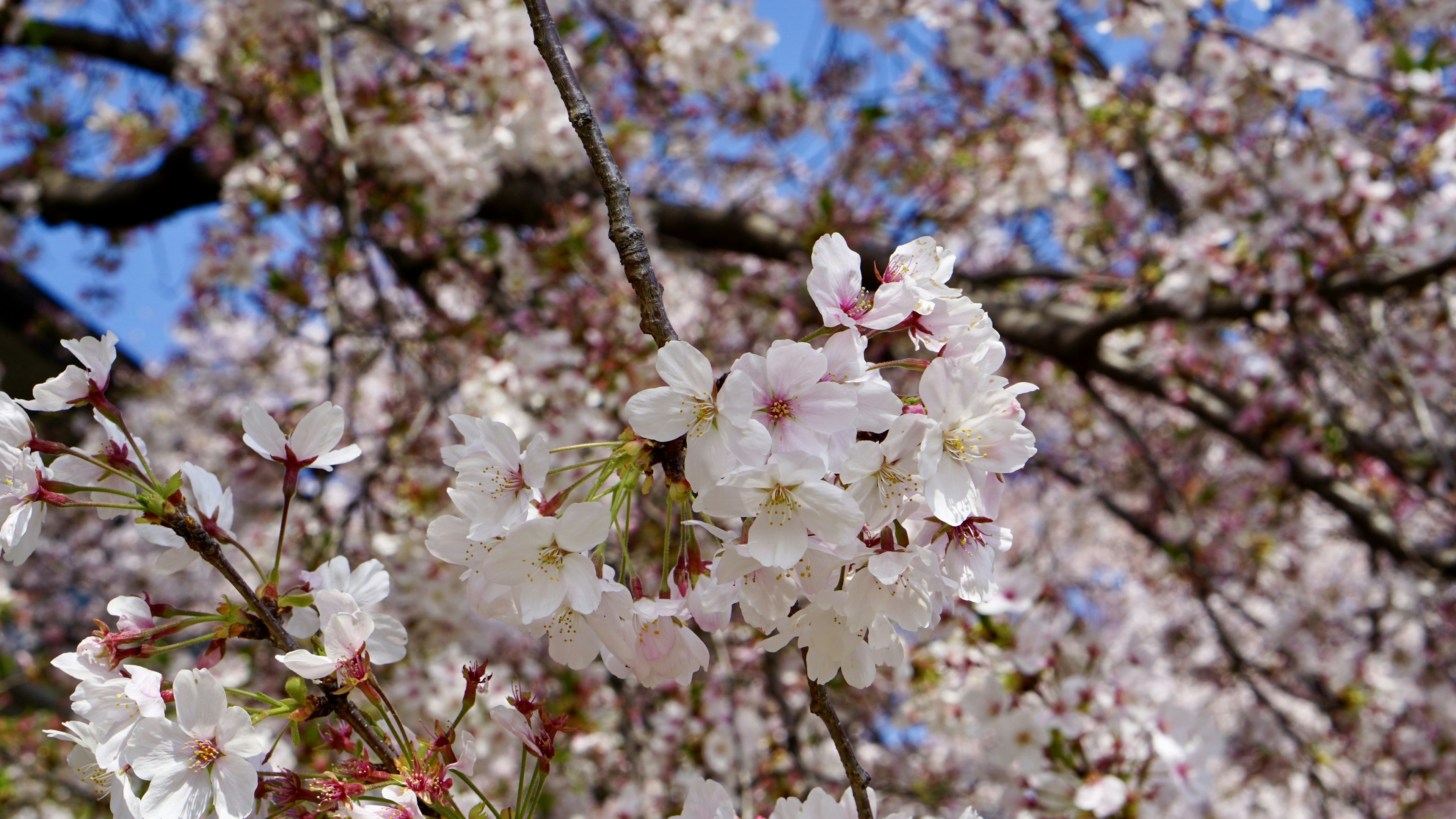 Bunga sakura mekar di bawah langit biru yang cerah