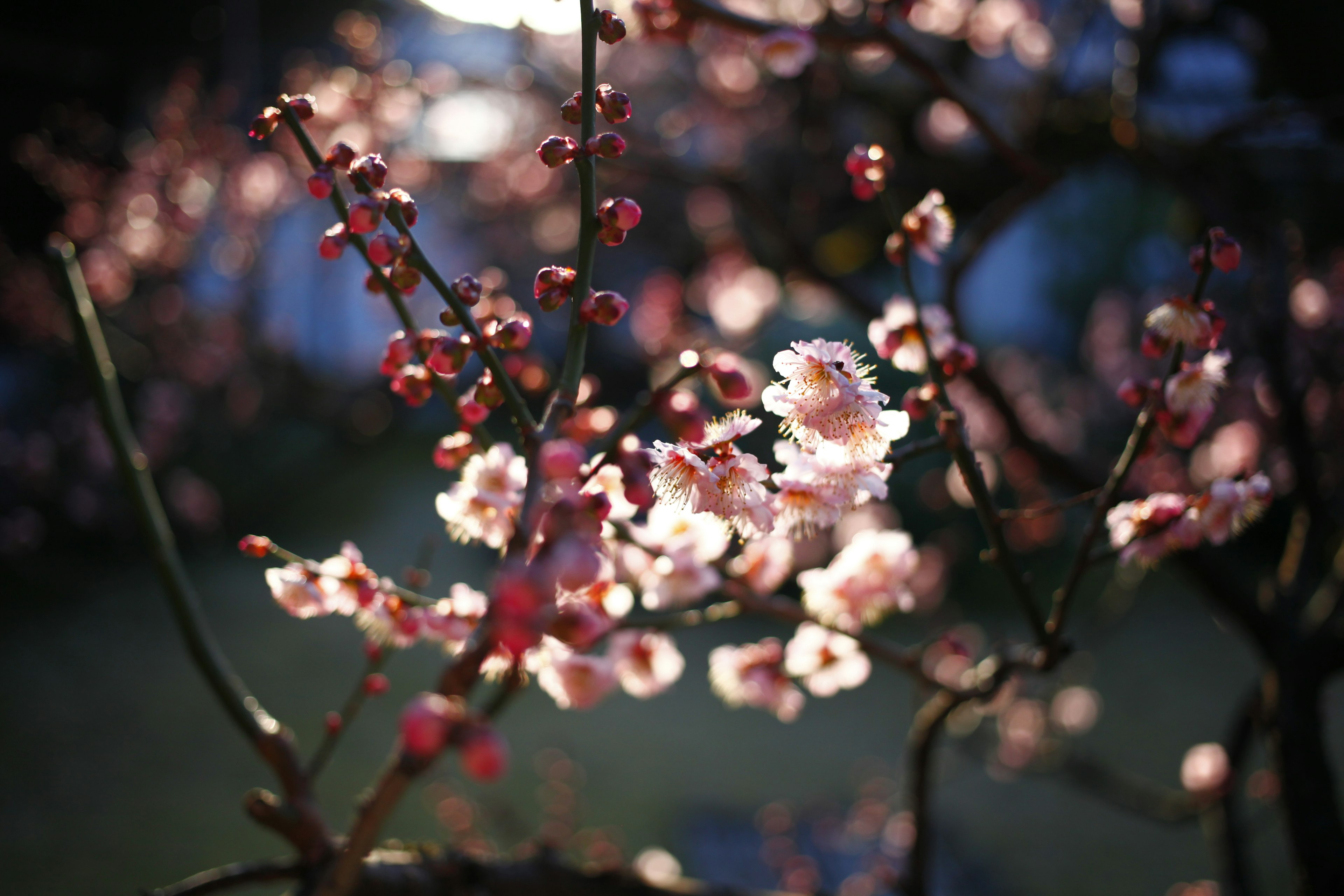 Fleurs de prunier roses et boutons sur fond sombre