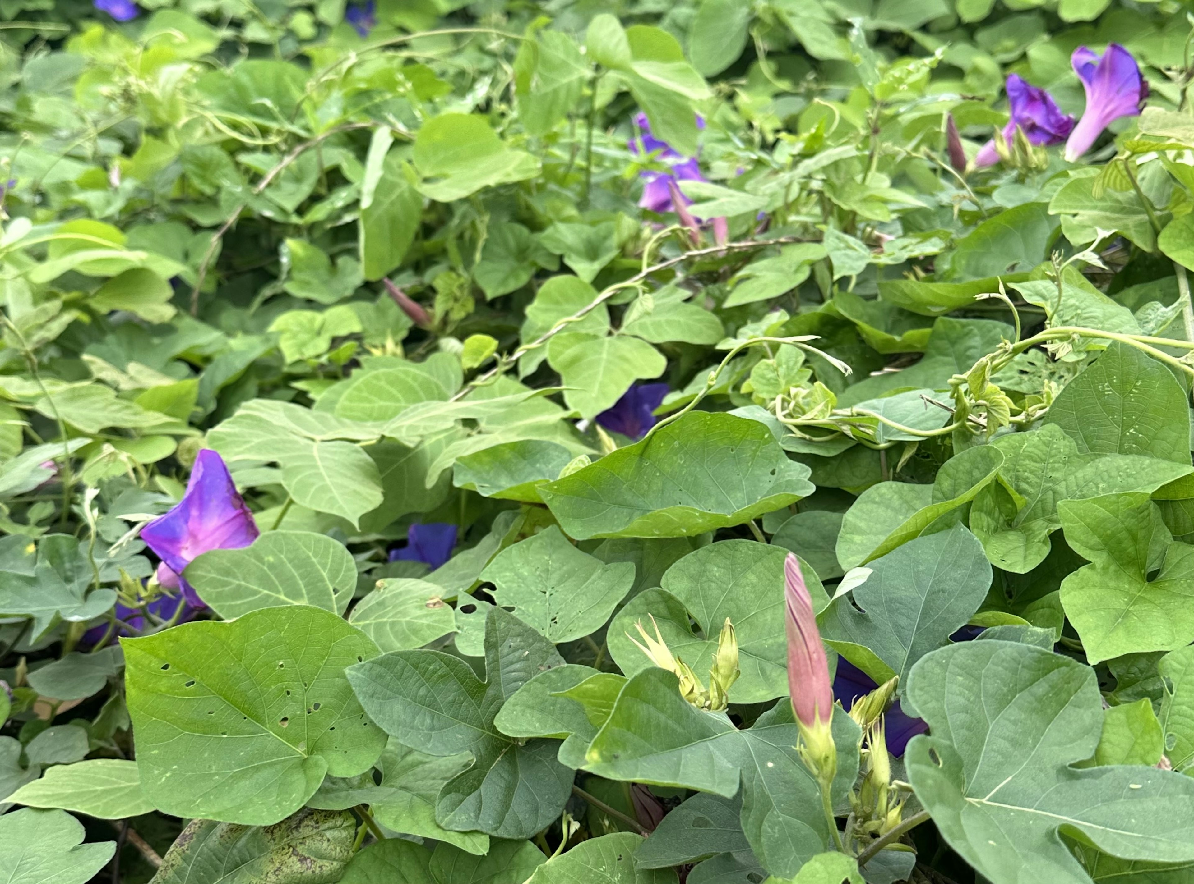 Dense growth of green leaves with purple flowers