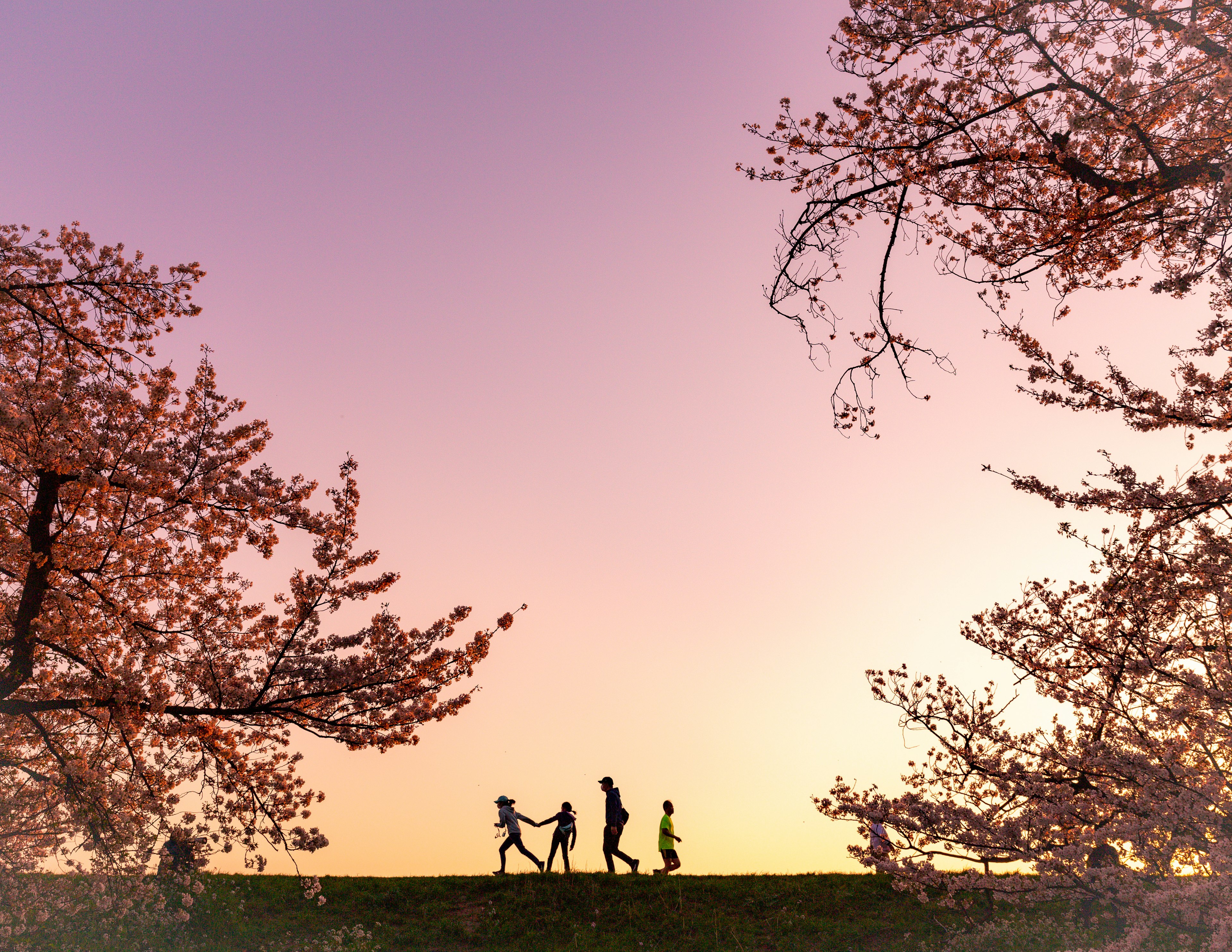 Silhouette di una famiglia che cammina tra i ciliegi al tramonto