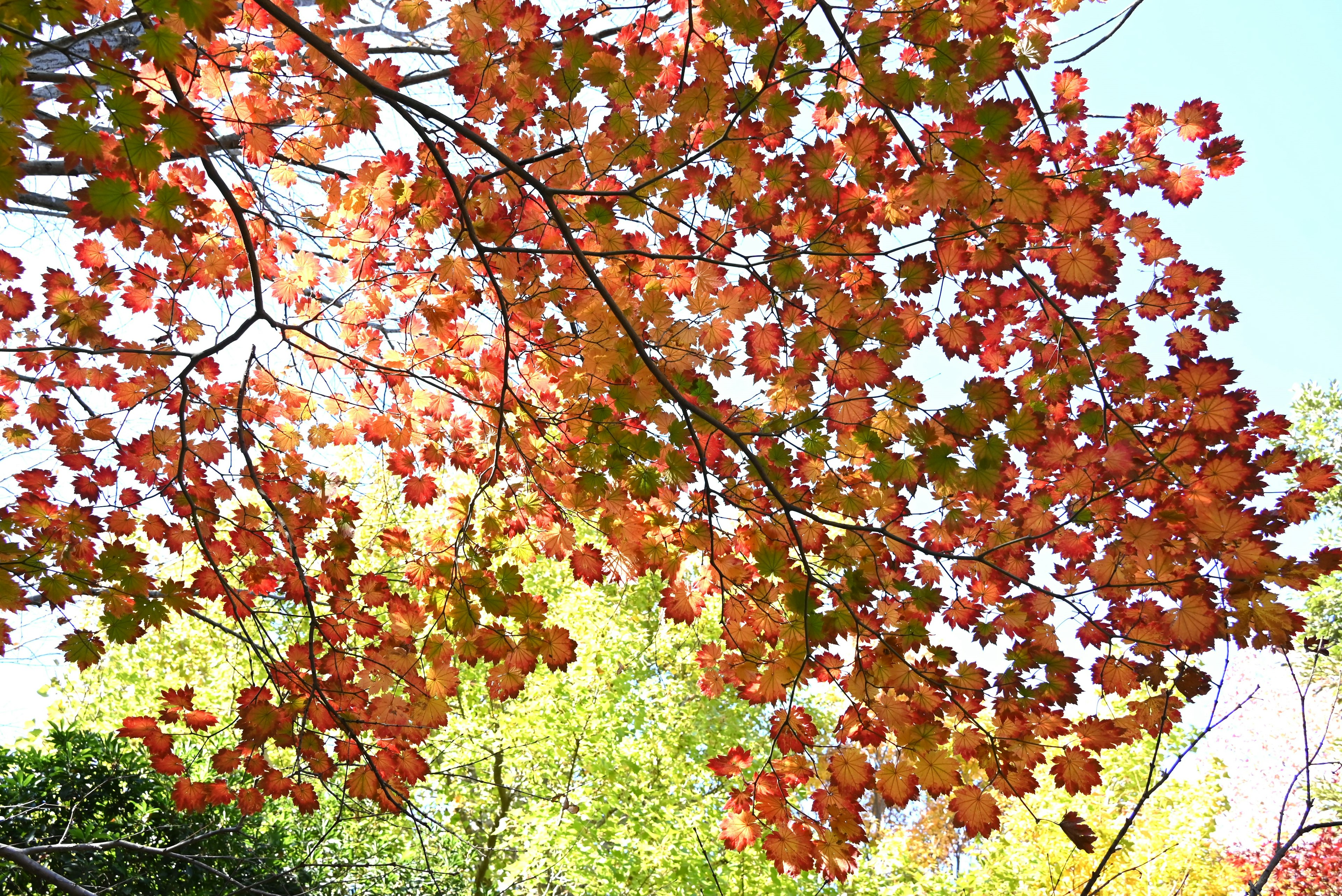 View from beneath branches with vibrant red and orange leaves