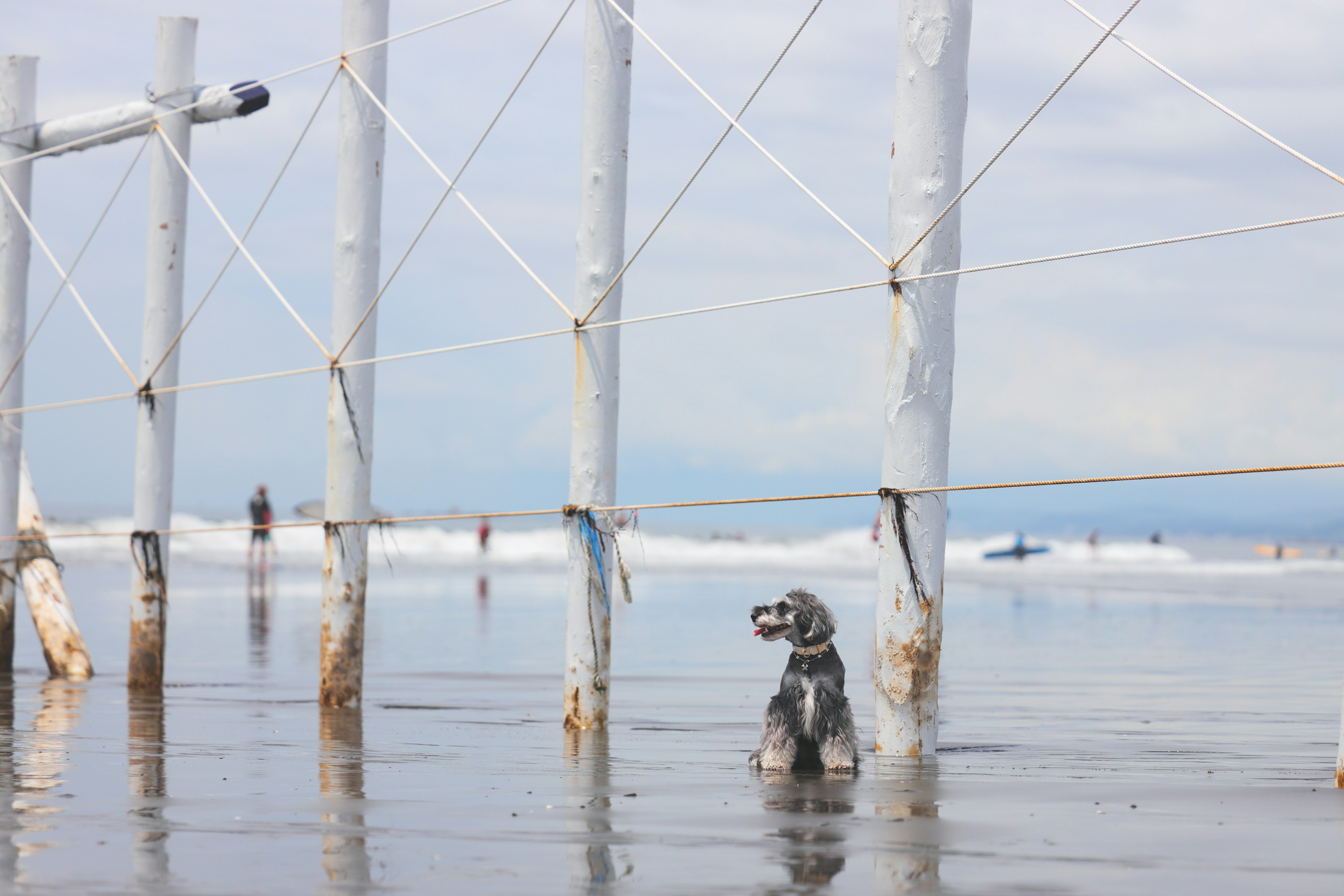 Chien debout dans l'eau peu profonde près de poteaux blancs à la plage