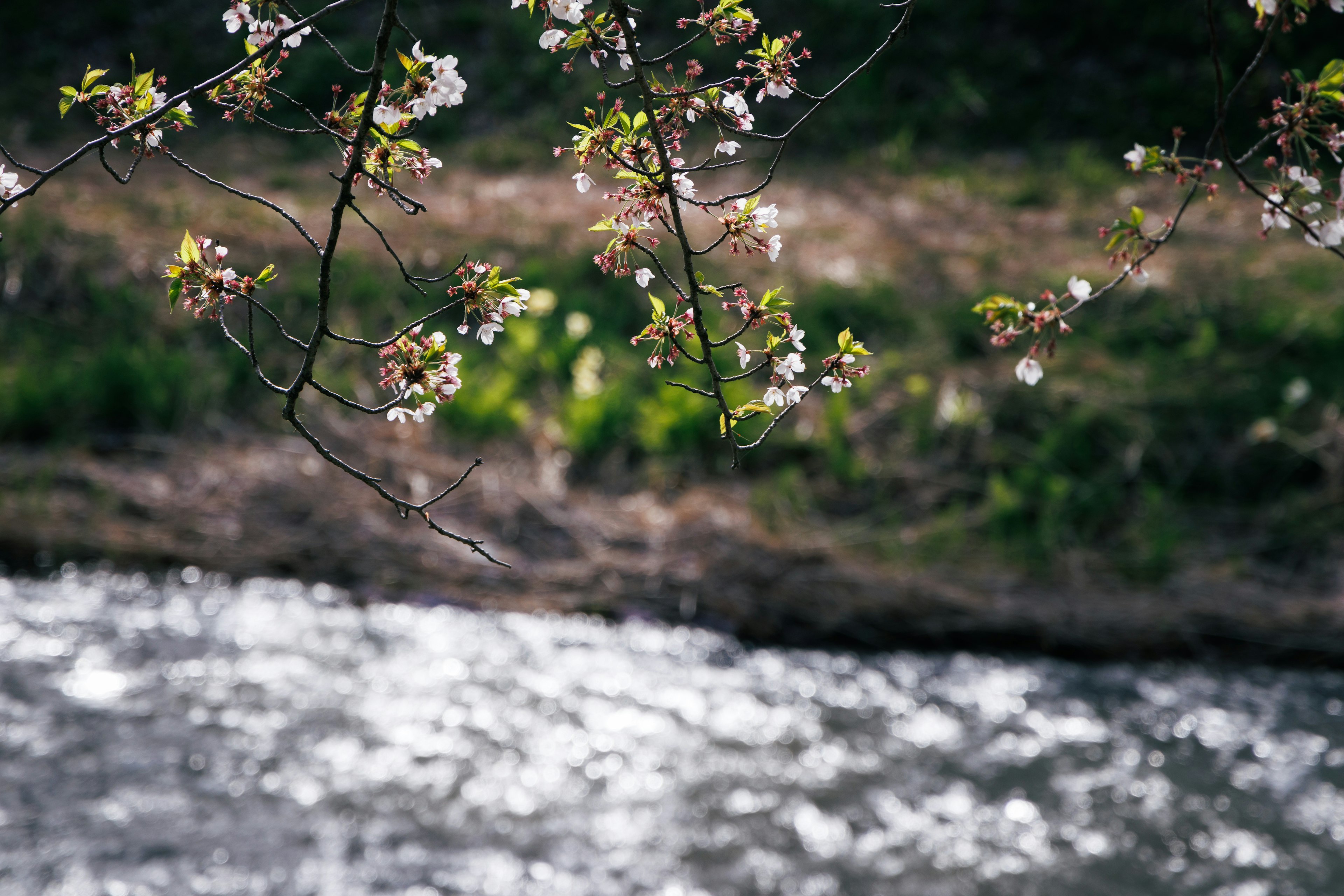 Flores de cerezo cerca de un río con fondo verde