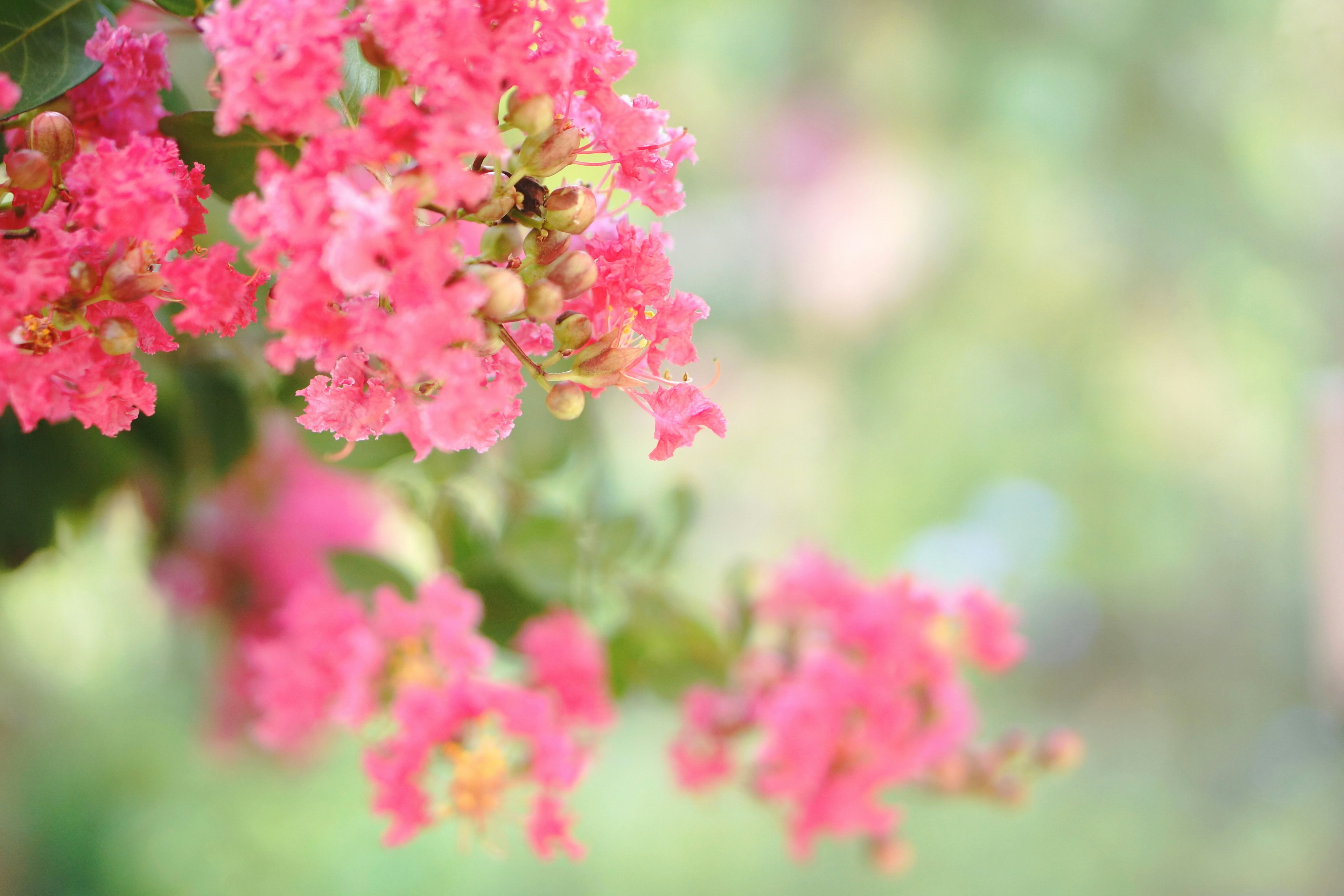 Fiori rosa vivaci in fiore con uno sfondo sfocato