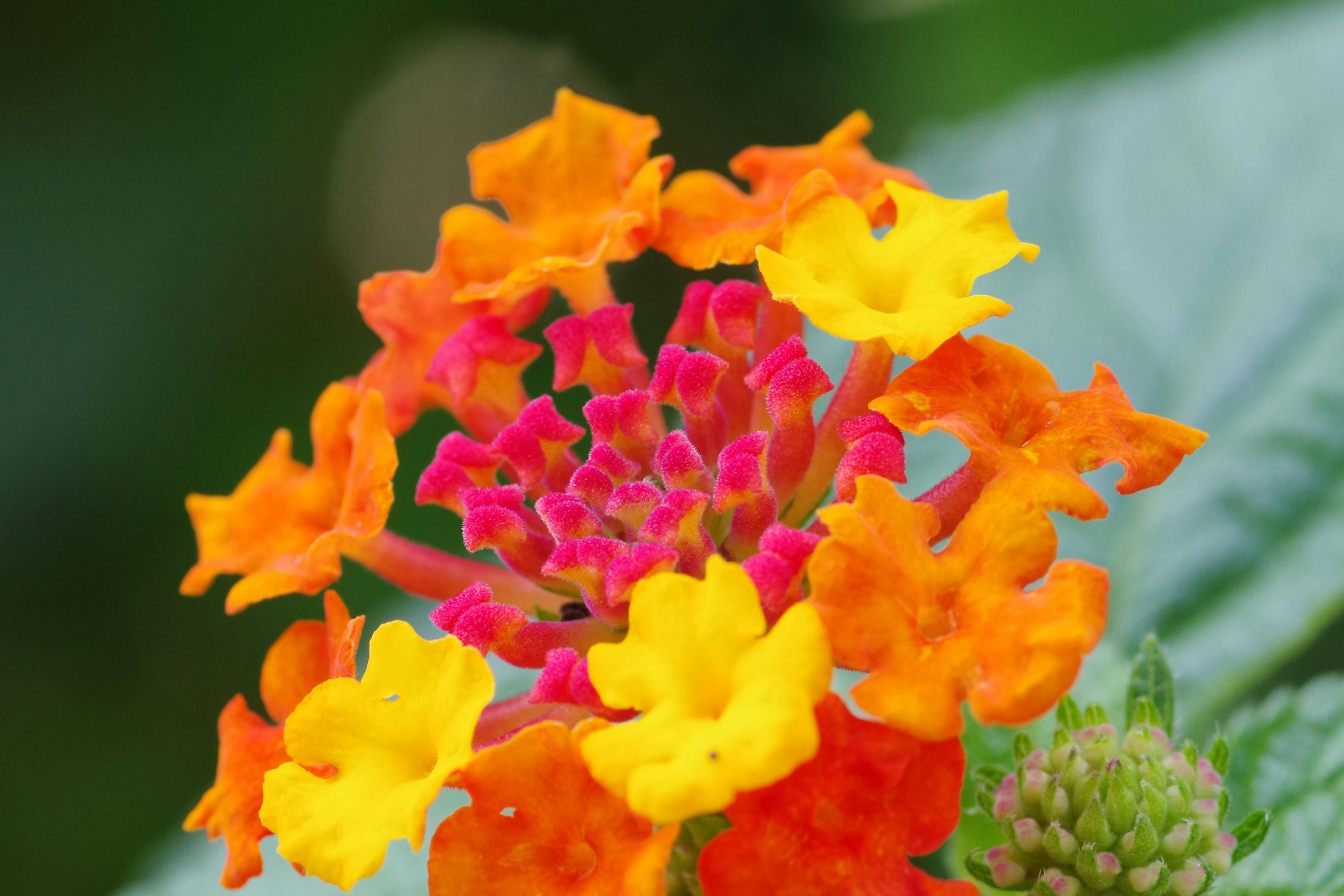 ภาพระยะใกล้ของดอก Lantana สีส้มและสีเหลืองสดใส