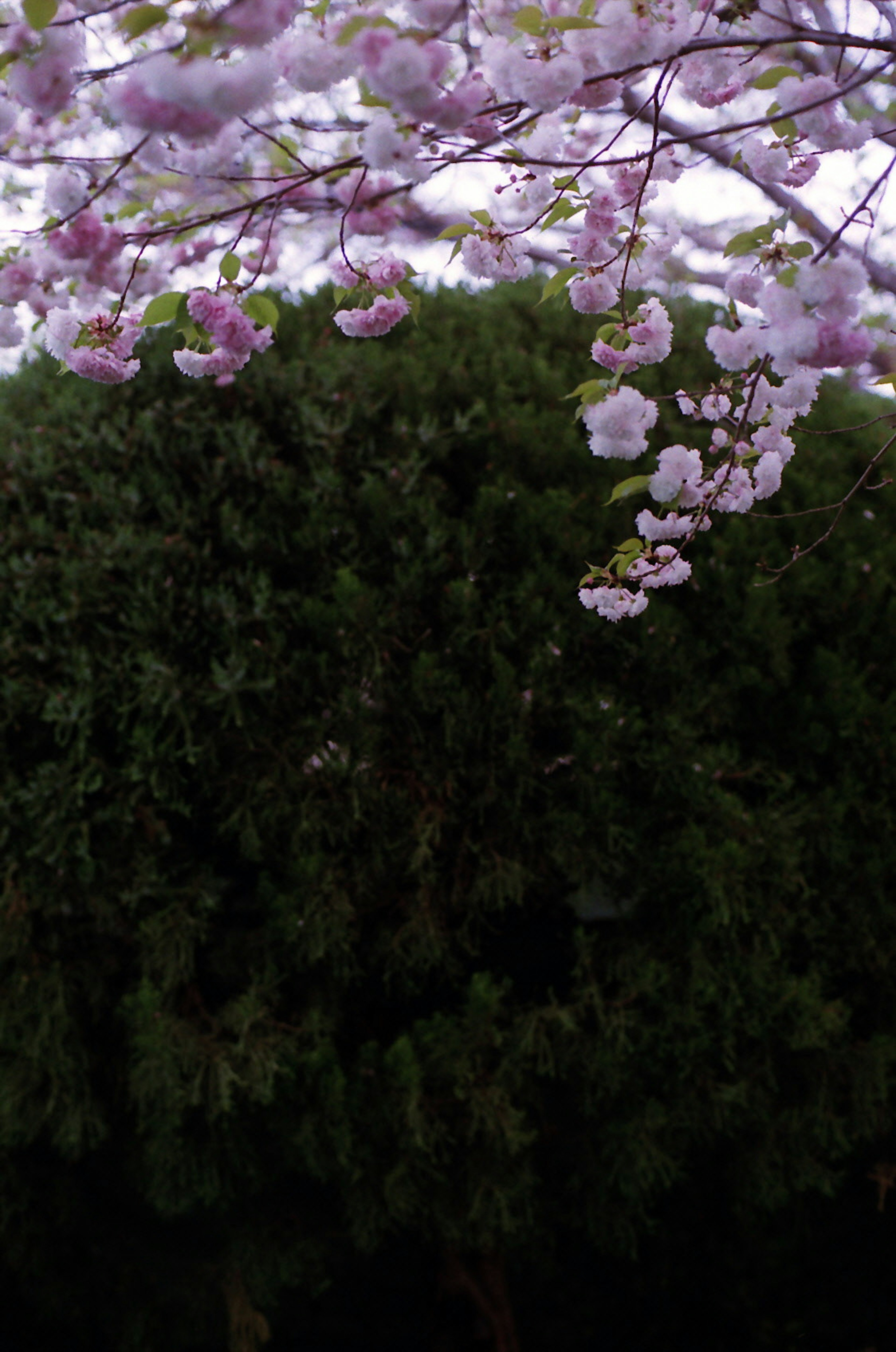 Cherry blossom tree with light pink flowers against a dark green foliage background