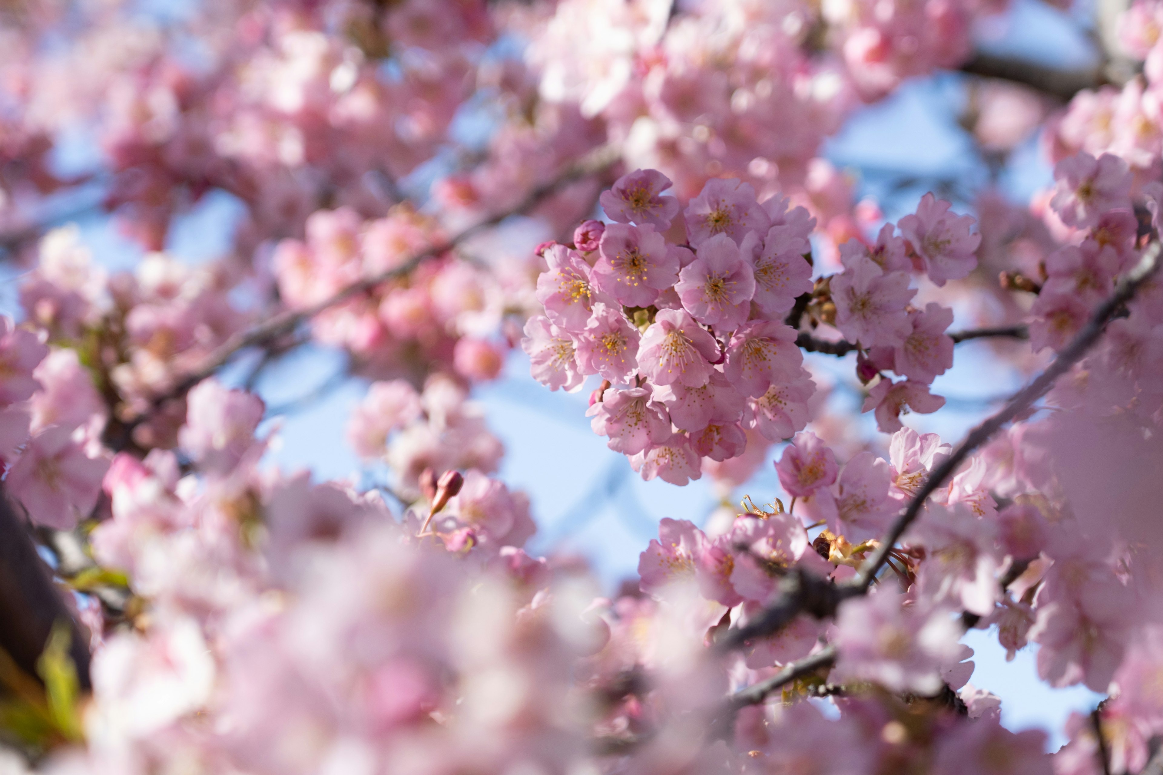 Nahaufnahme von Kirschblüten an Zweigen vor einem blauen Himmel