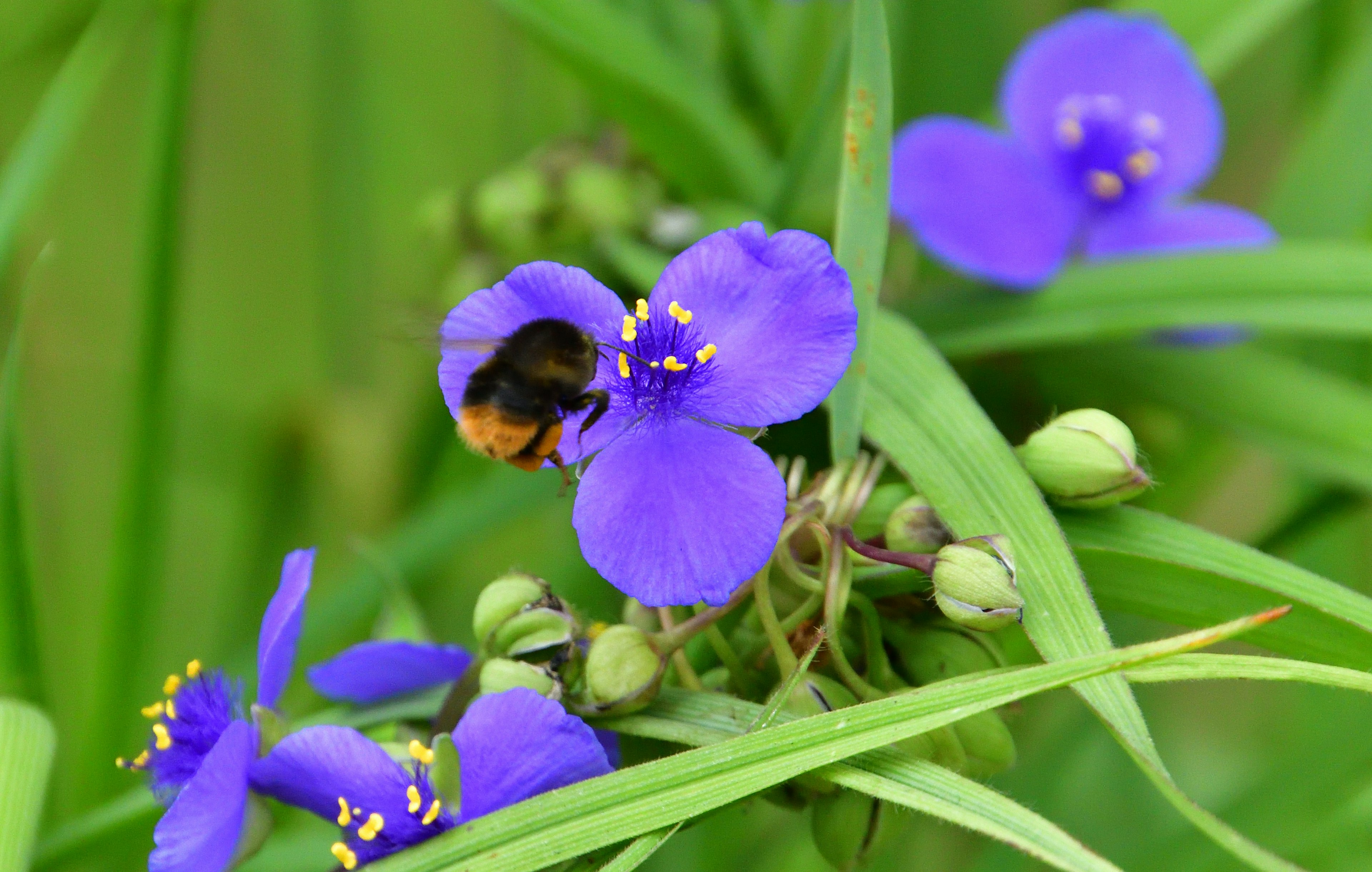 Gros plan d'une abeille collectant le nectar de fleurs violettes