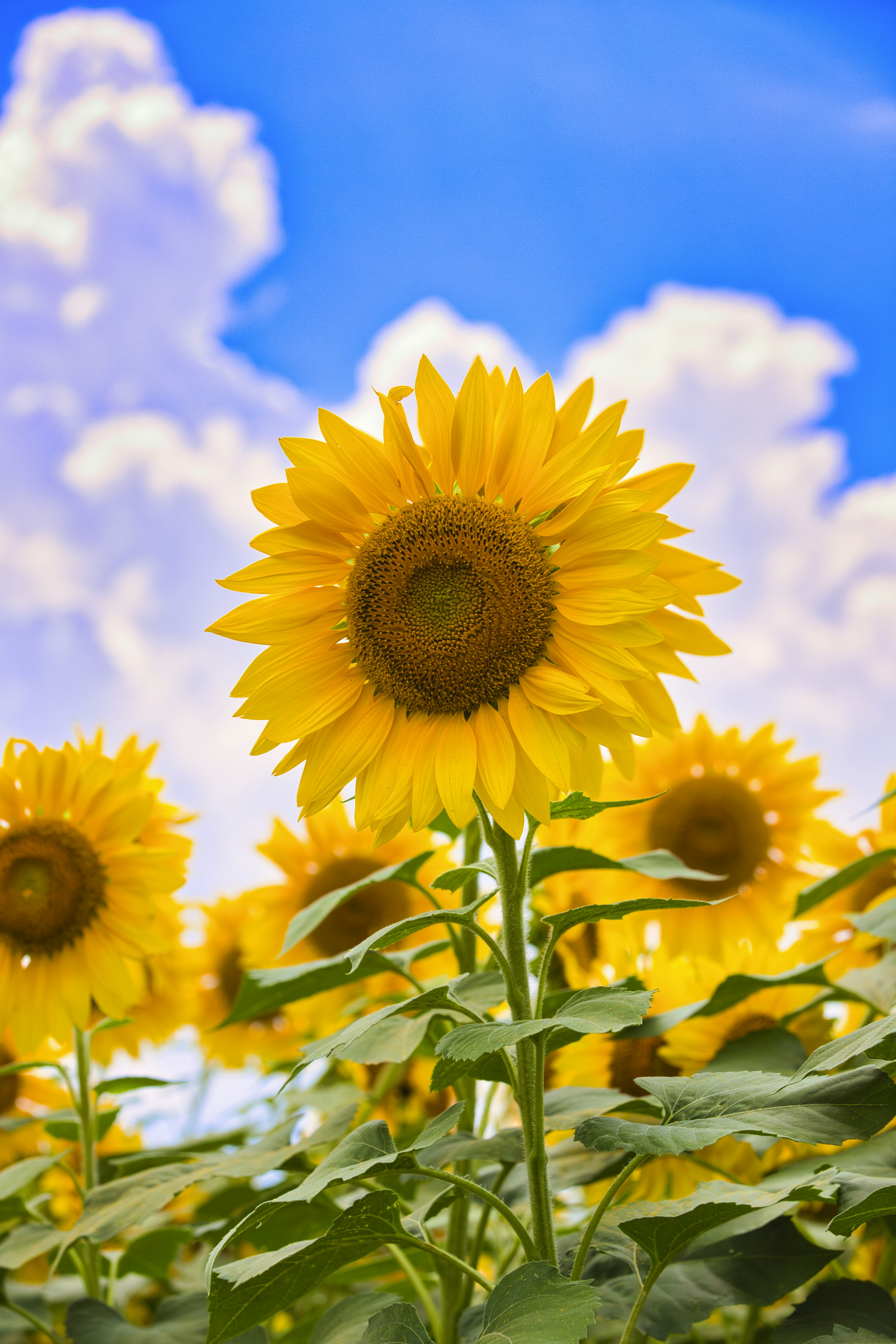 Helle Sonnenblumen blühen unter einem blauen Himmel mit weißen Wolken