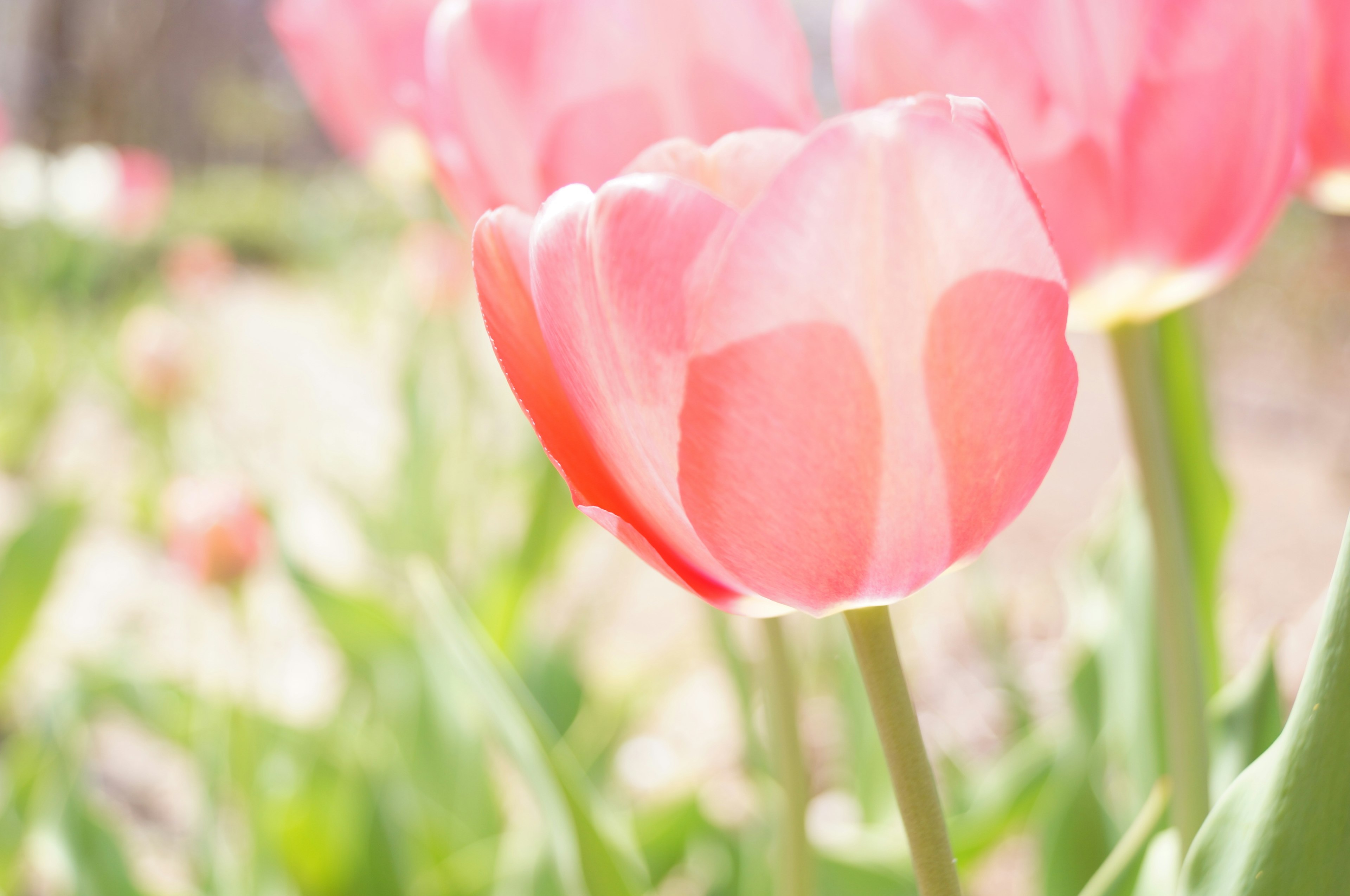 Gros plan d'une tulipe rose pâle dans un jardin de fleurs