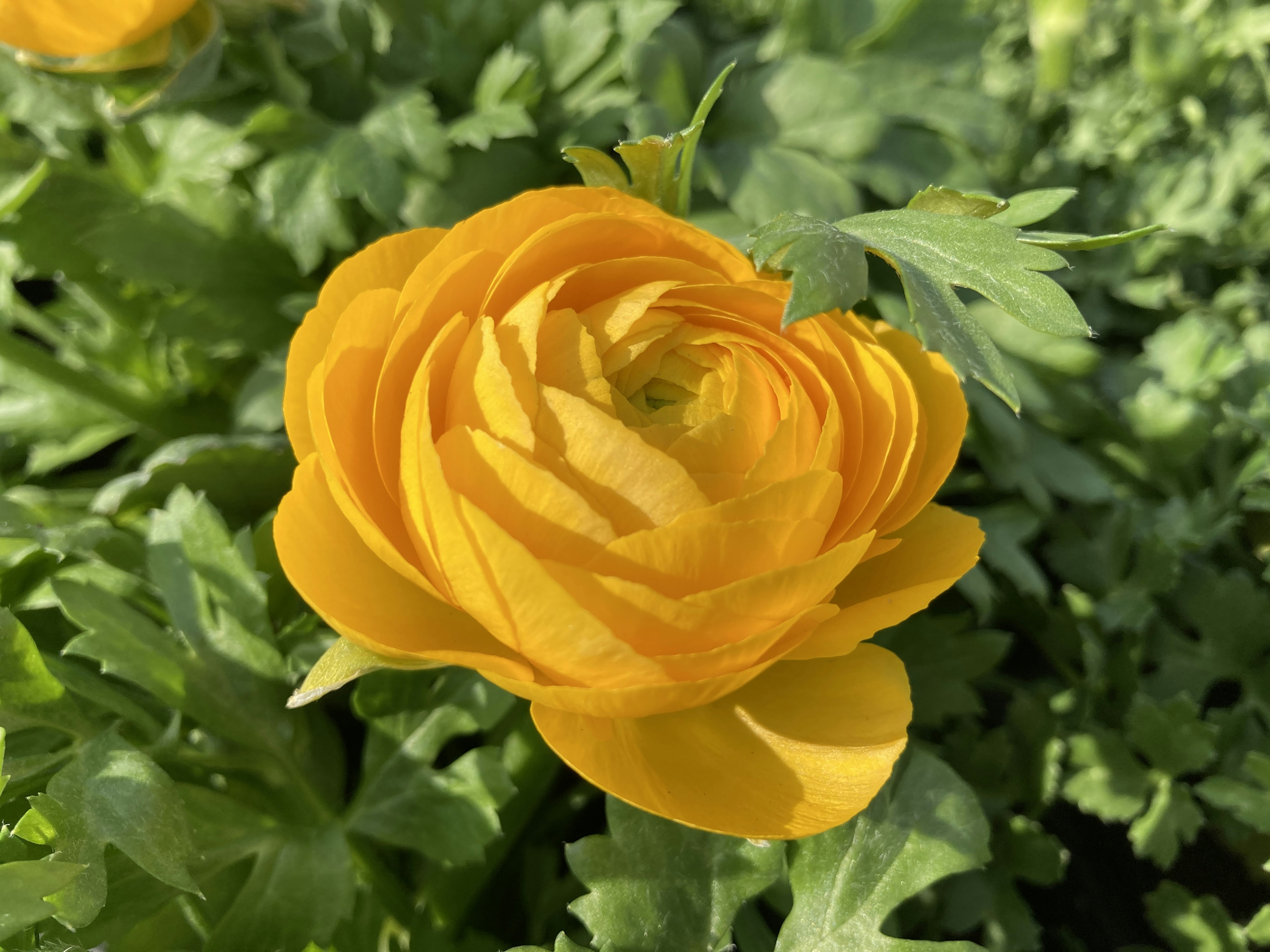 A vibrant yellow ranunculus flower surrounded by green leaves