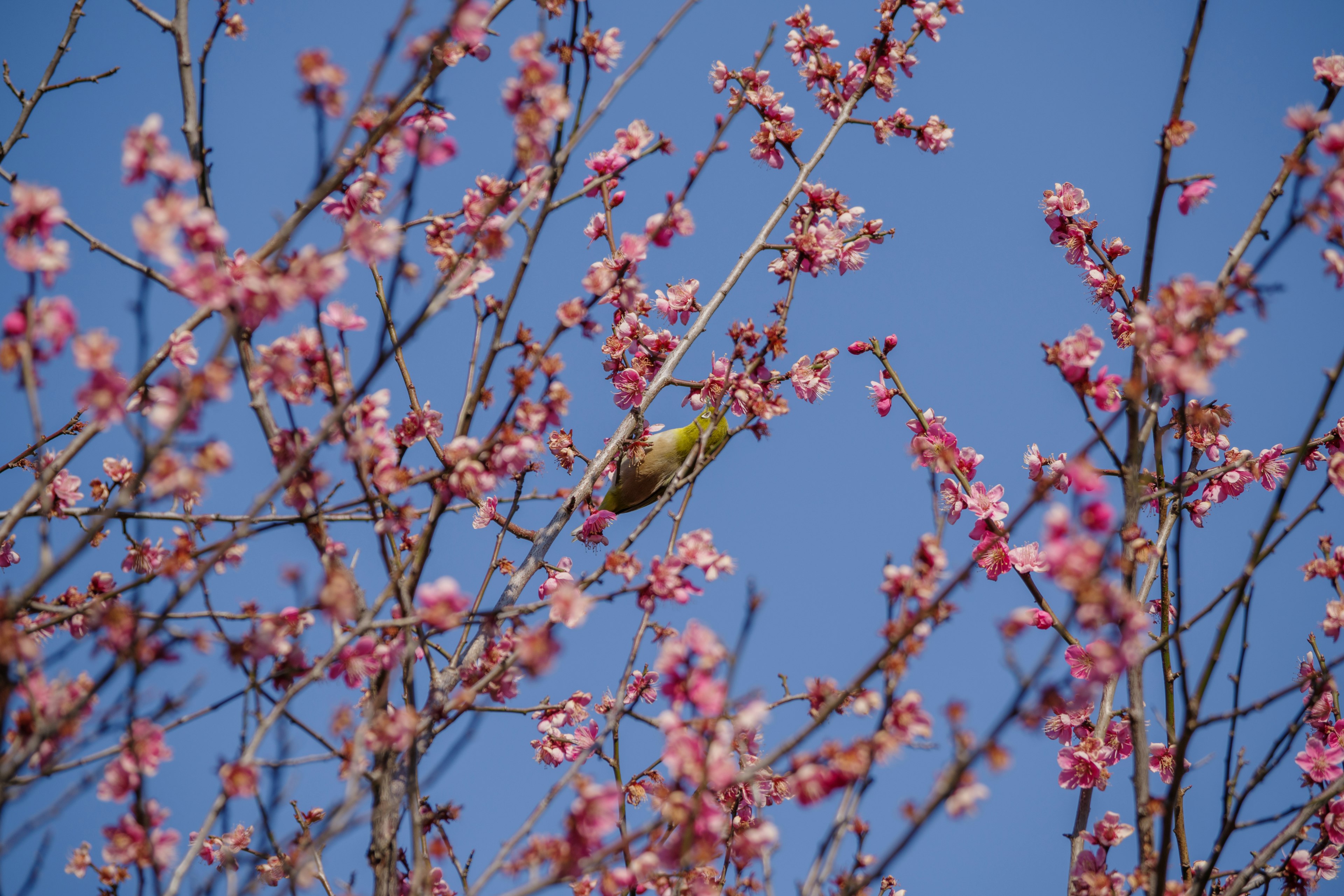 Un pájaro posado entre flores de cerezo bajo un cielo azul