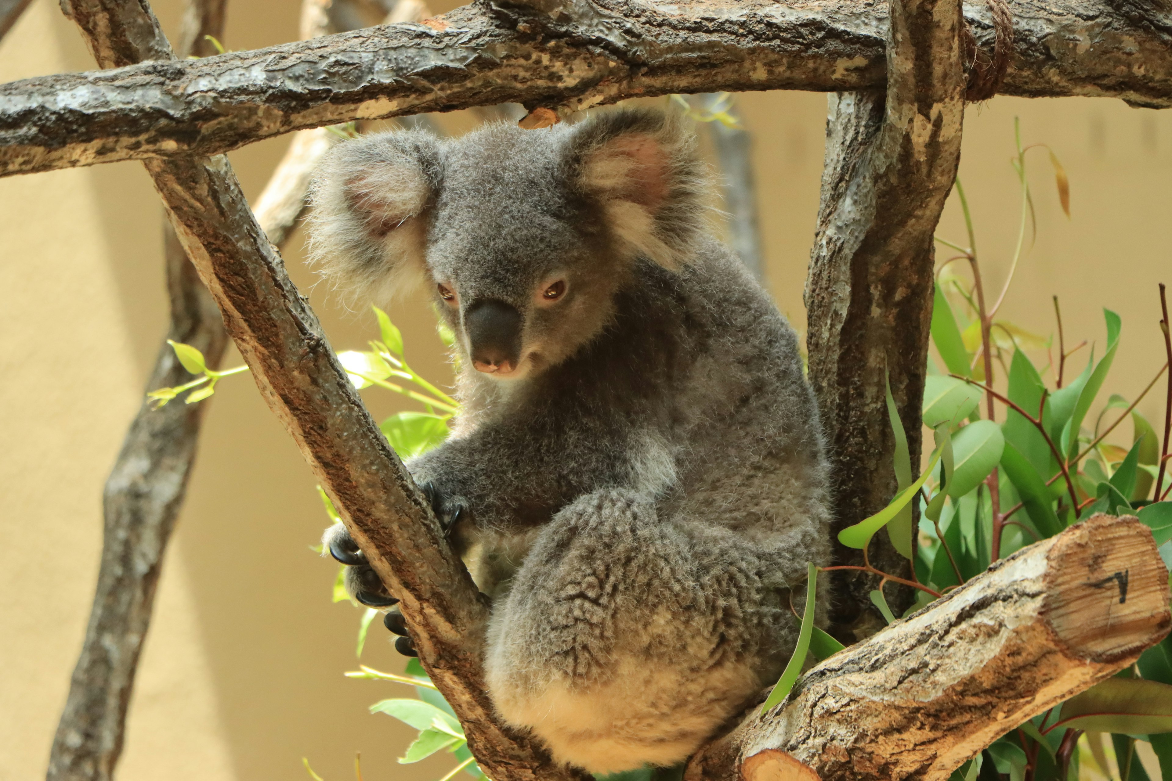 Un adorable koala assis sur une branche d'arbre