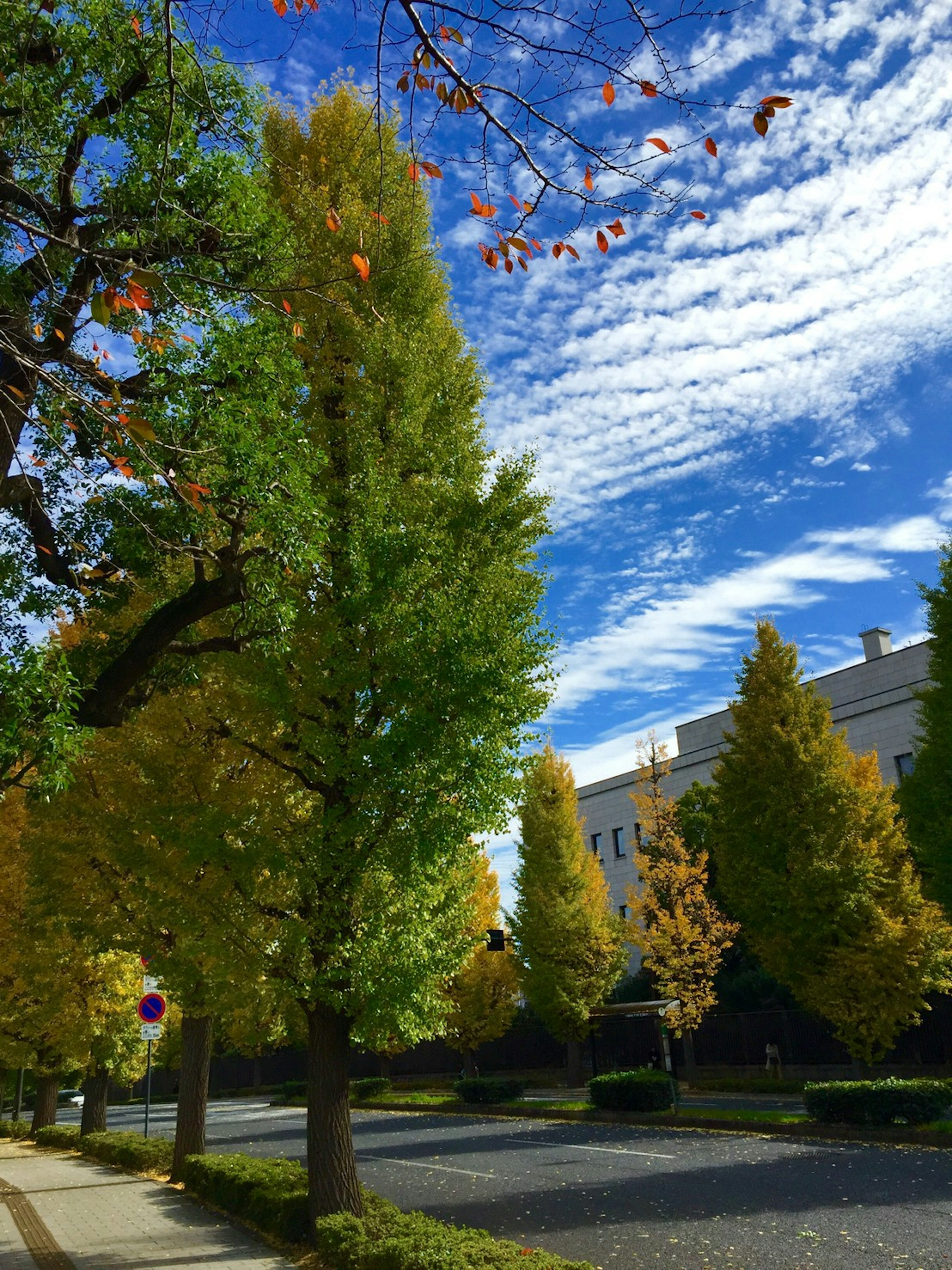 Herbstbäume entlang einer Straße unter einem blauen Himmel