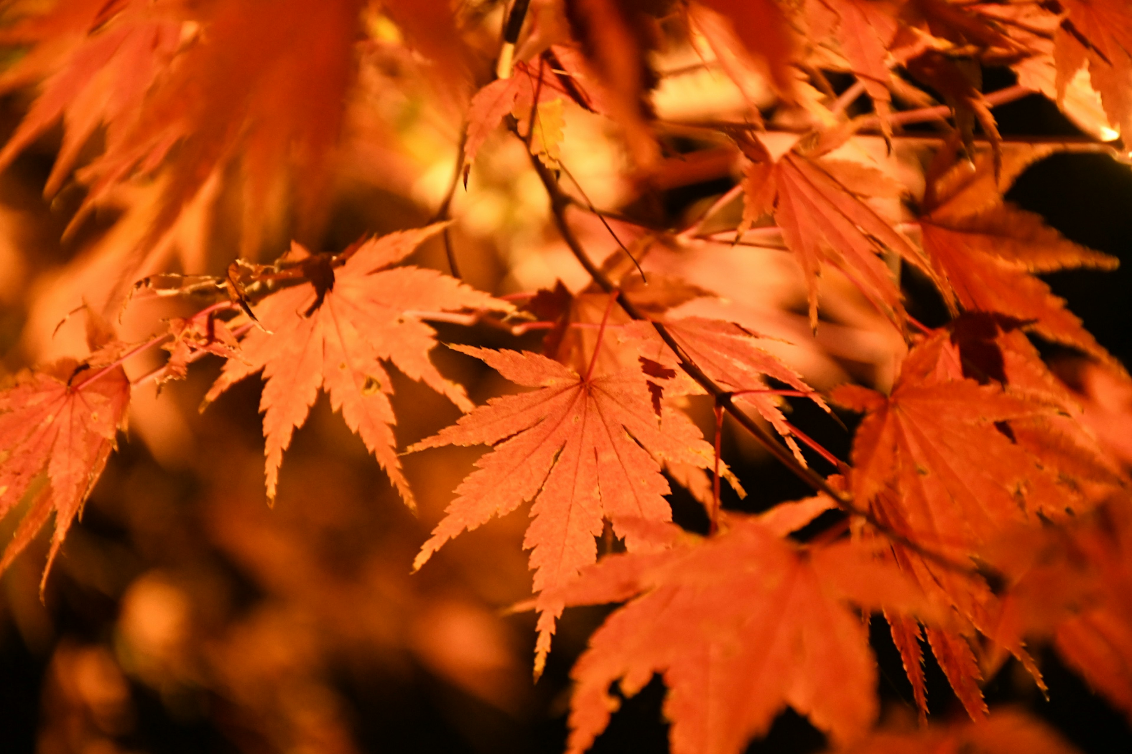 Feuilles d'érable orange vif illuminées par une lumière douce