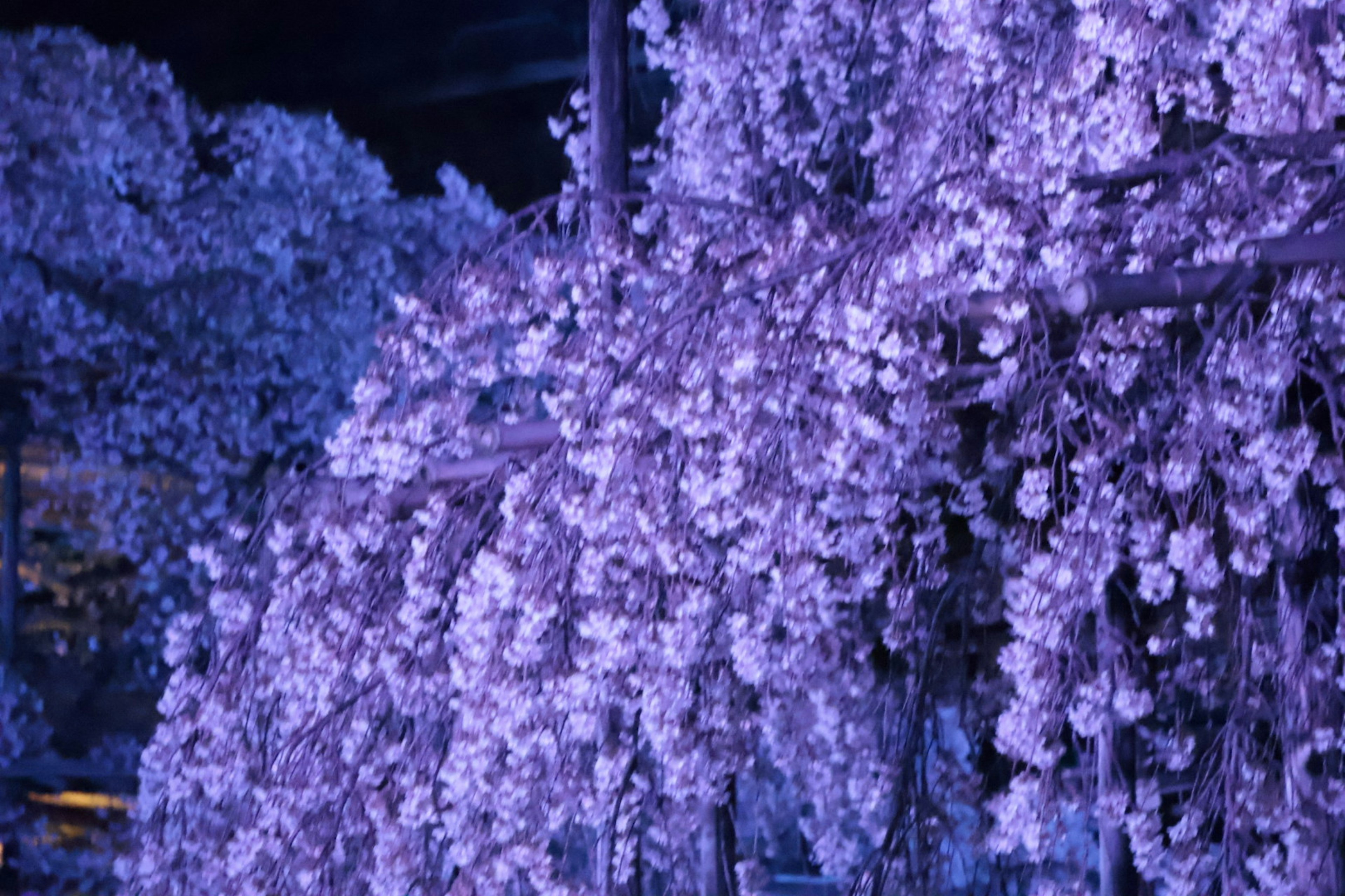 Primer plano de un árbol de cerezo con flores moradas de noche