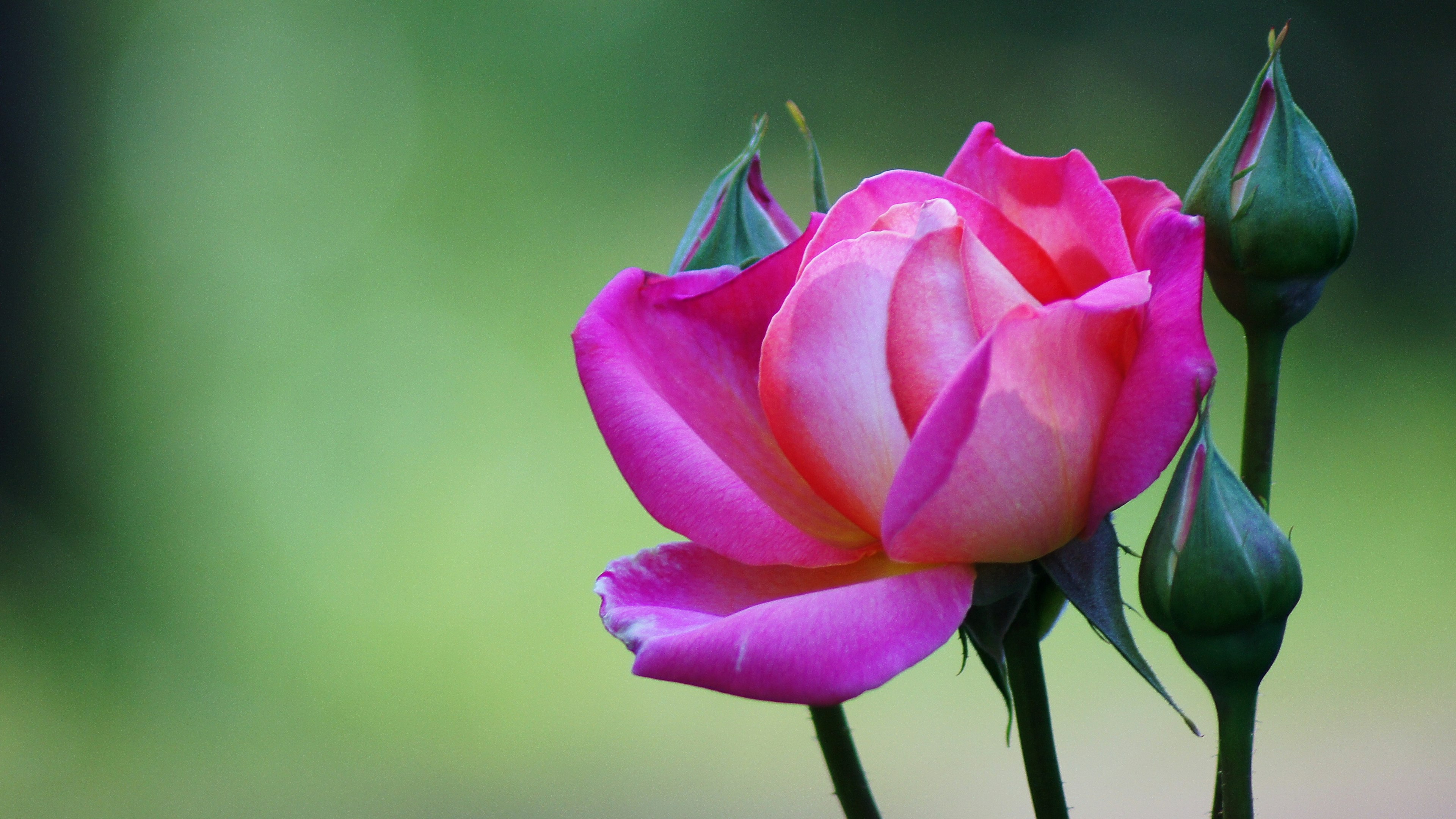 Nahaufnahme einer schönen rosa Rose mit Knospen