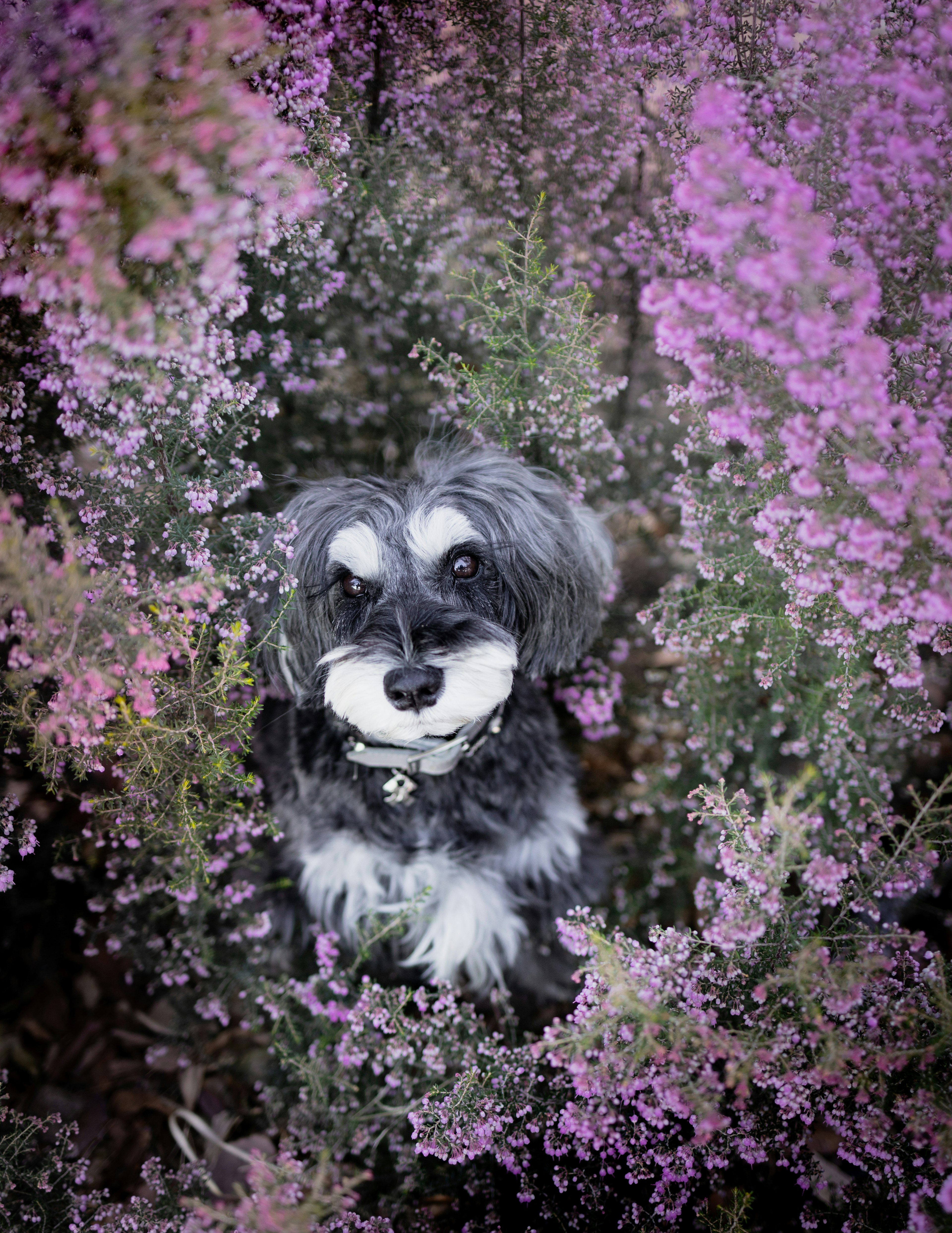 A black and white dog smiling surrounded by purple flowers