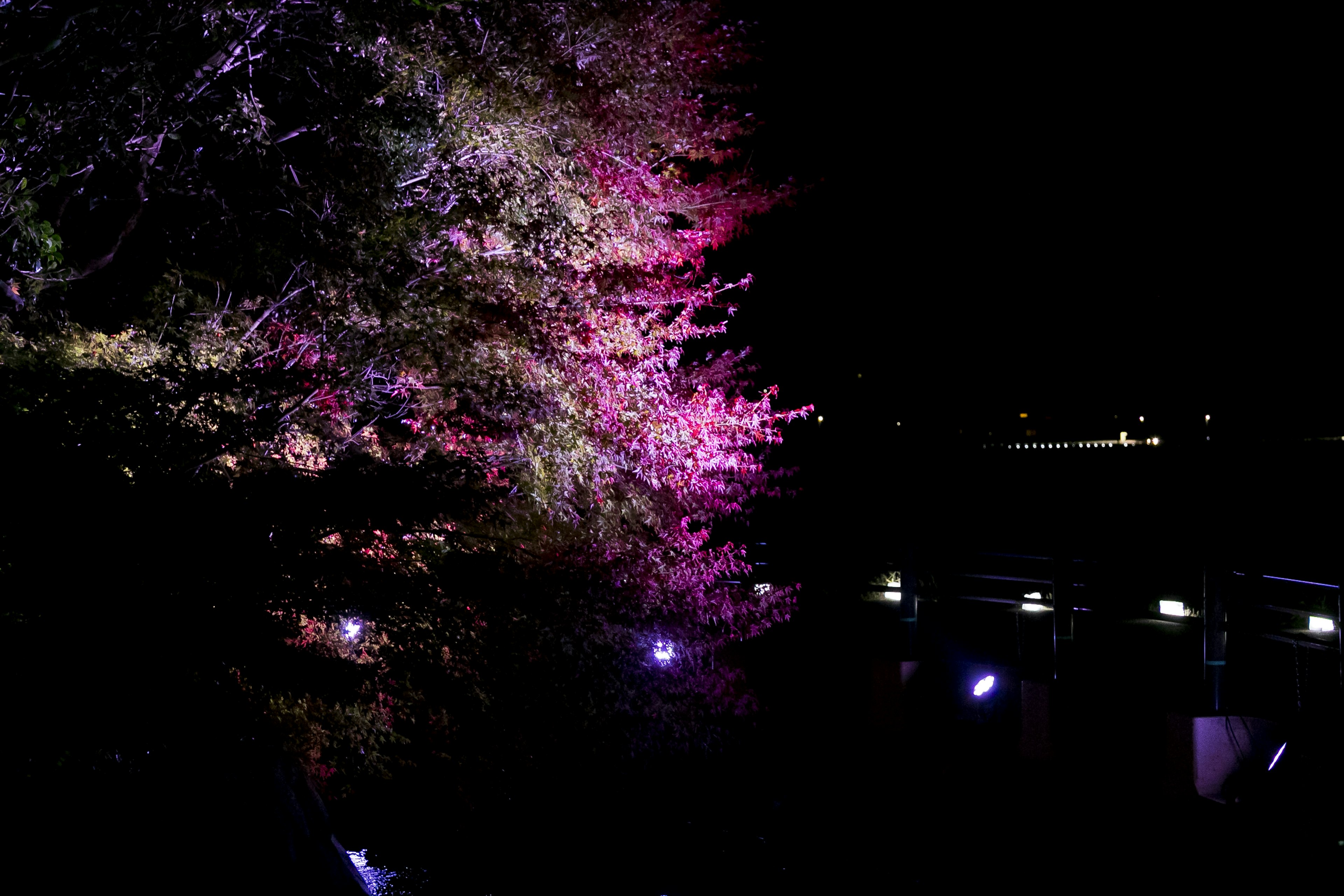 Un árbol rosa brillante contra un fondo oscuro por la noche