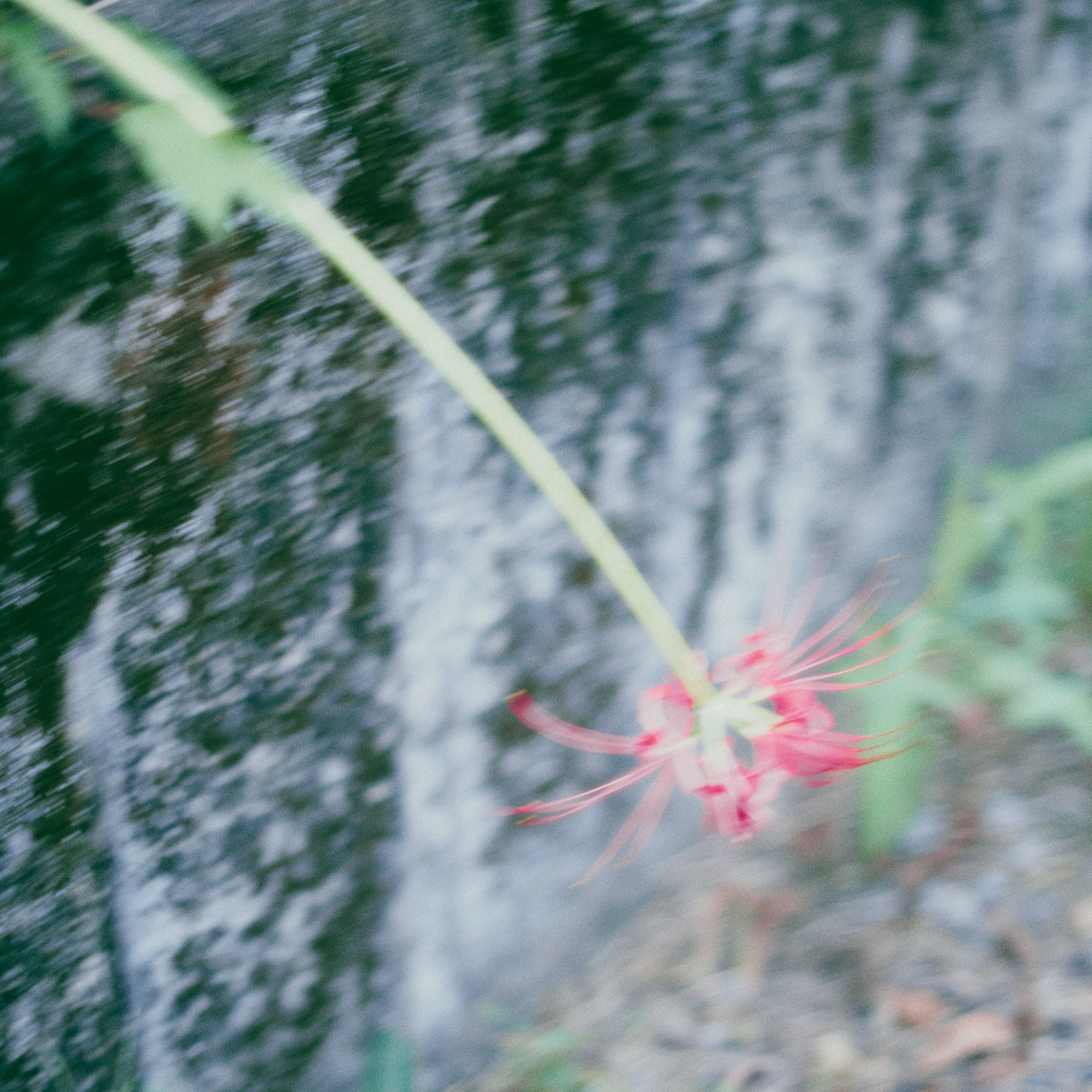 Una flor roja extendiéndose hacia una pared