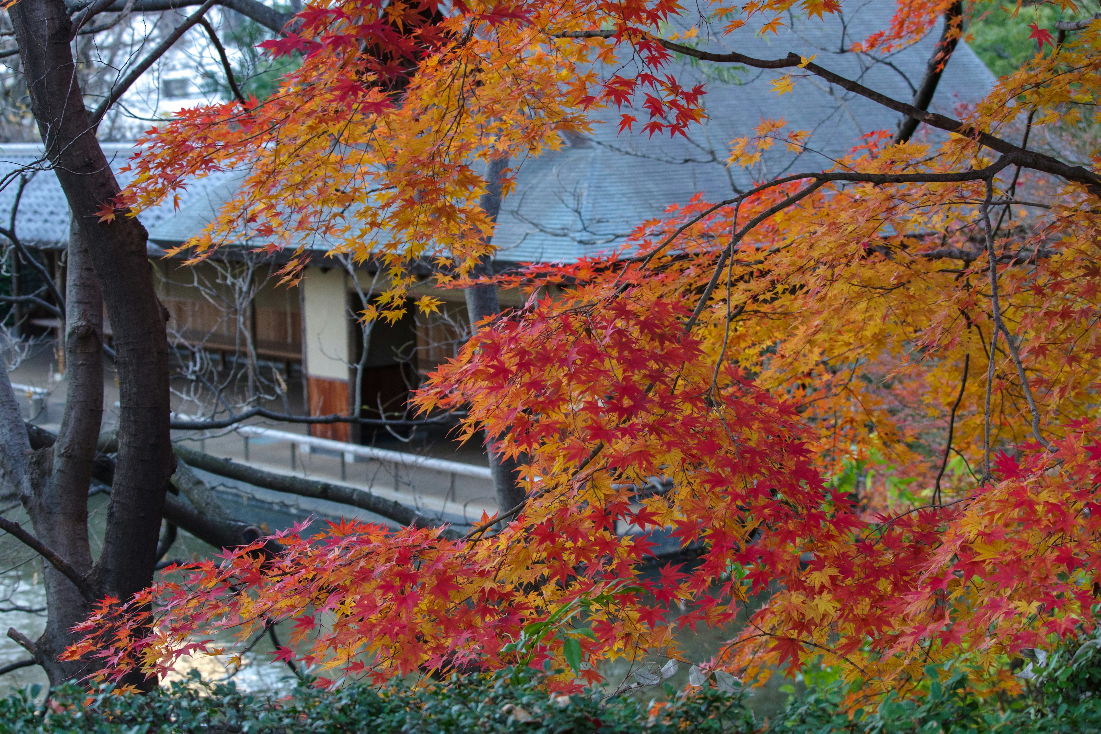 Herbstlaub mit lebend roten und orangefarbenen Blättern neben einem traditionellen japanischen Haus