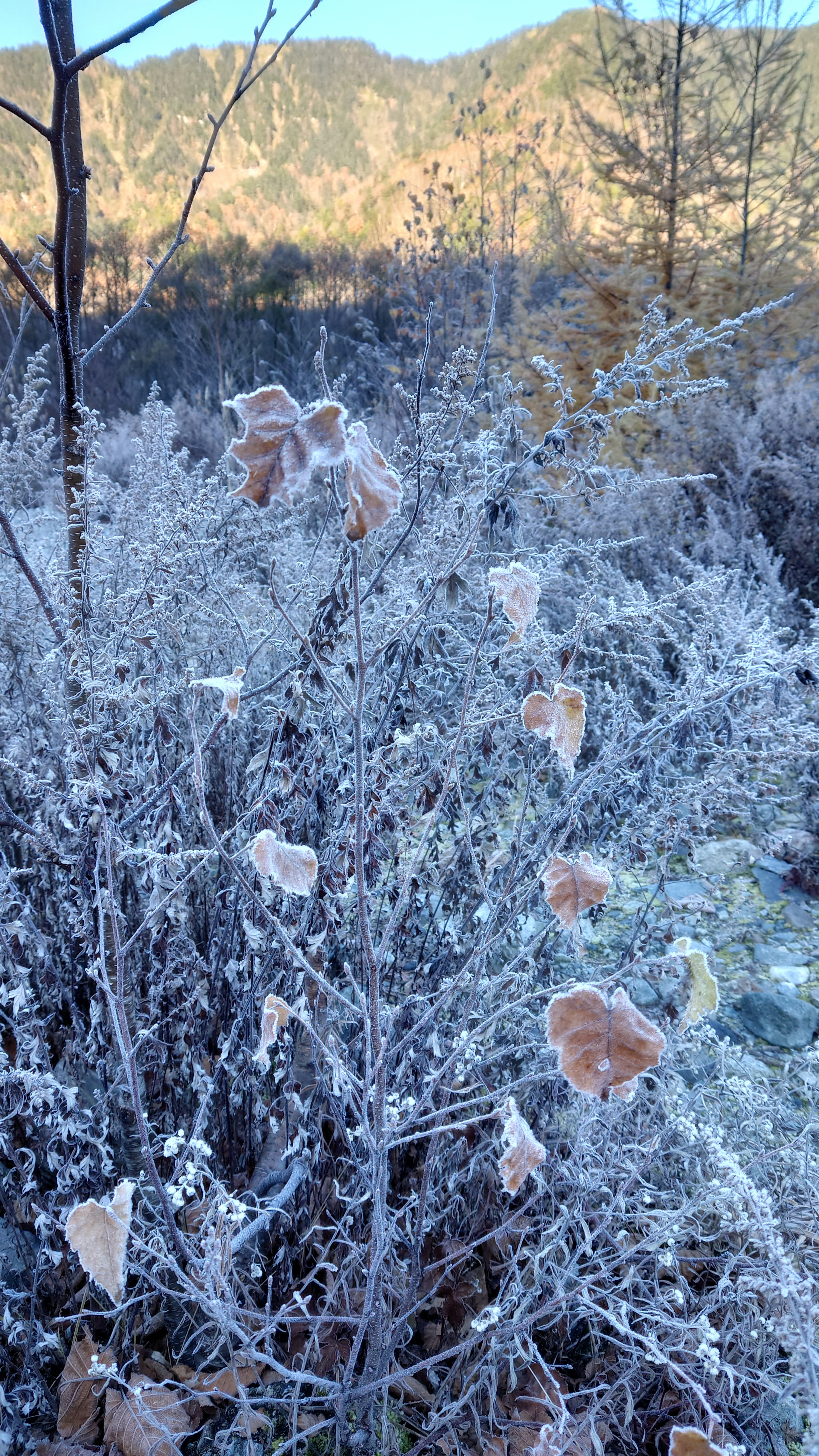 Frost-covered plants with a mountainous background